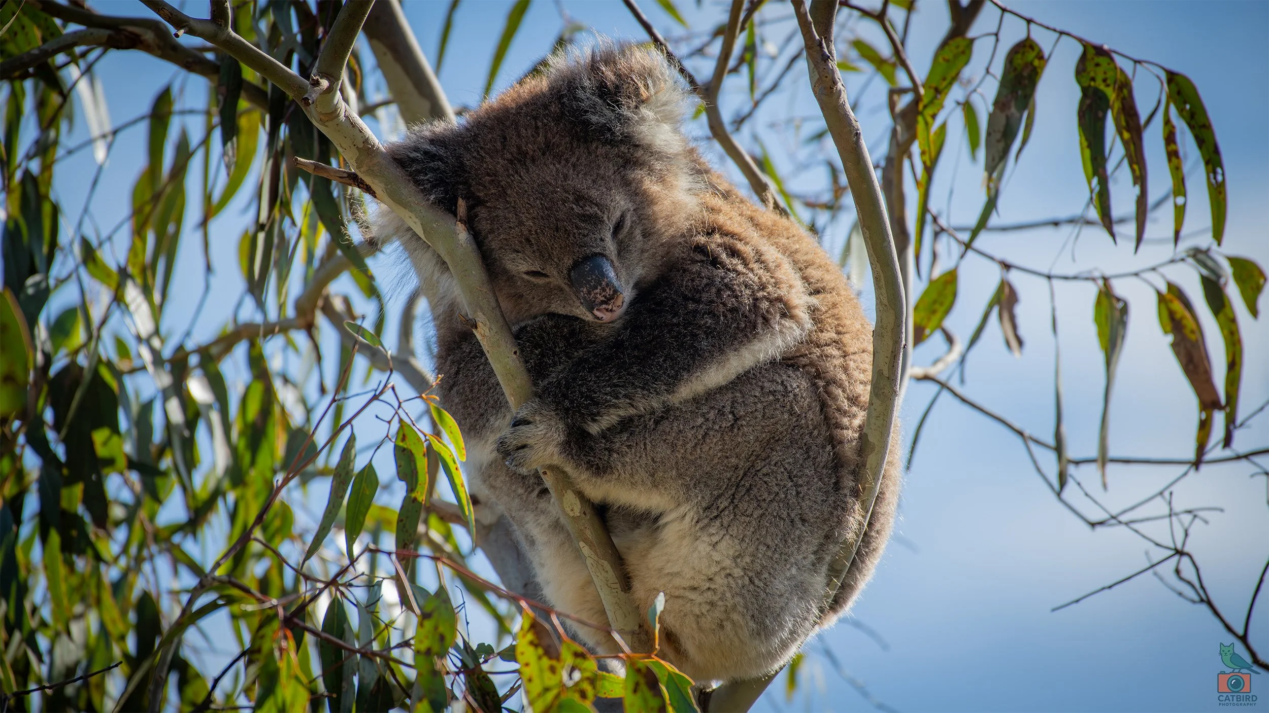 Koala, Belair National Park, SA, Australia. July 2025.