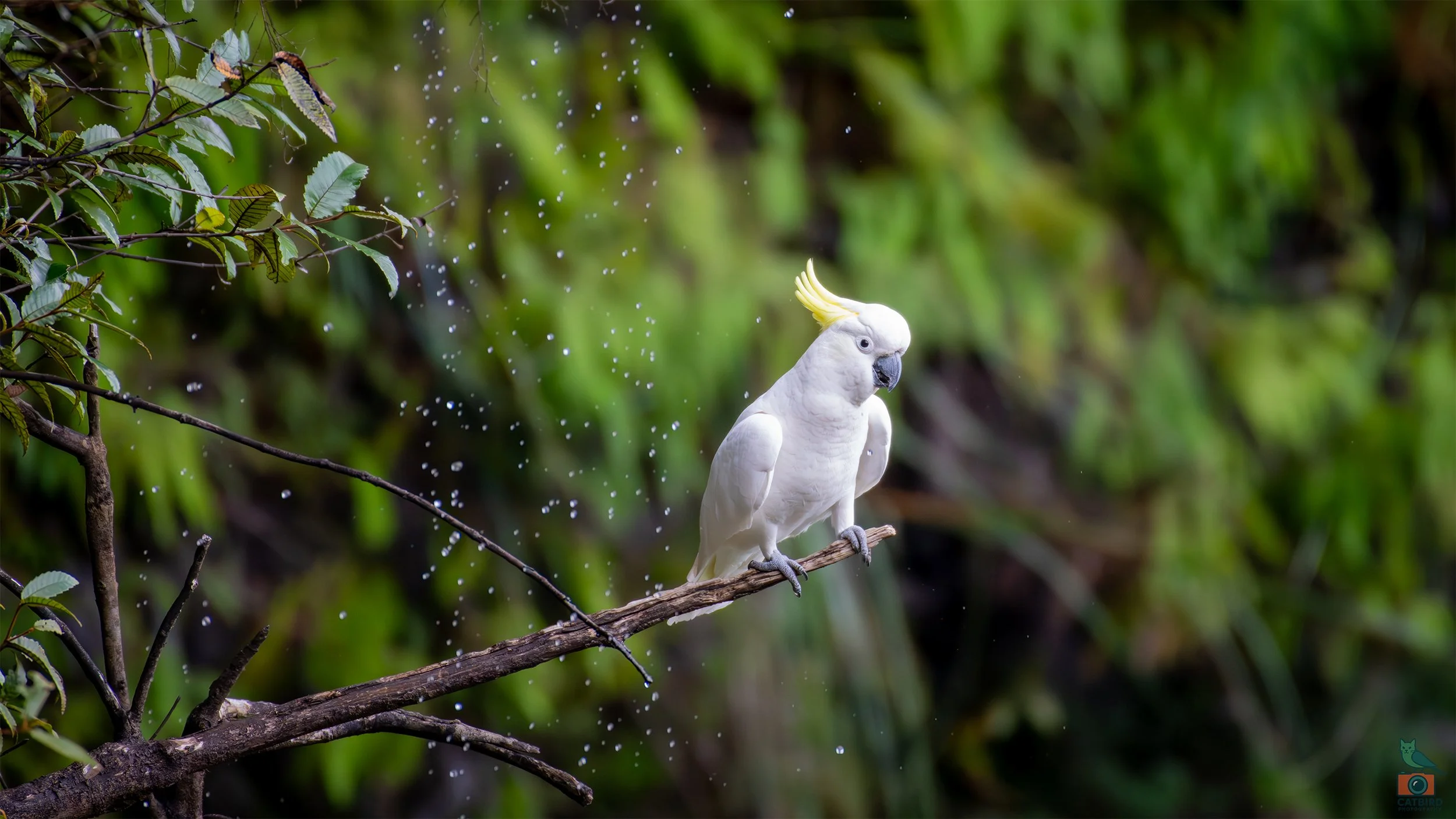 Sulphur Crested Cockatoo, Katoomba, NSW, Australia. April 2025.
