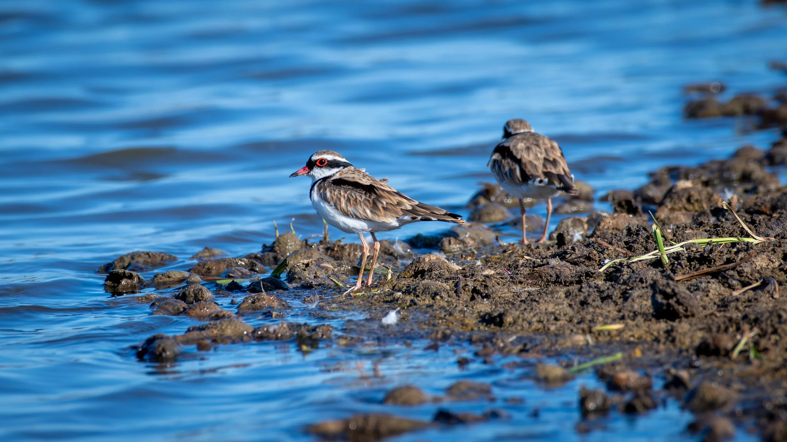 Black Fronted Dotterel, Greenfields Wetlands, SA, Australia. March 2025