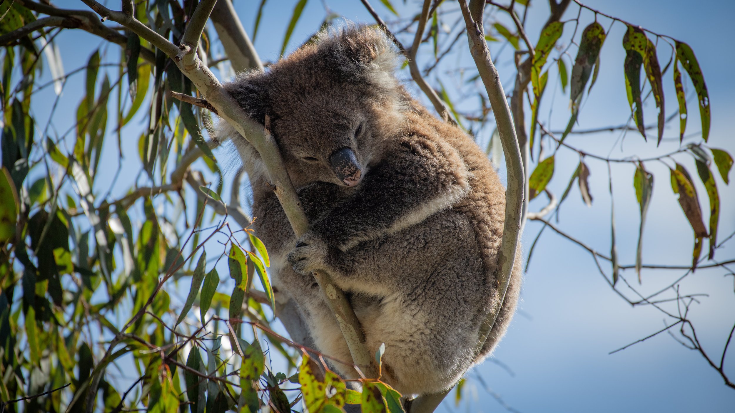Koala, Belair National Park, SA, Australia. July 2025.