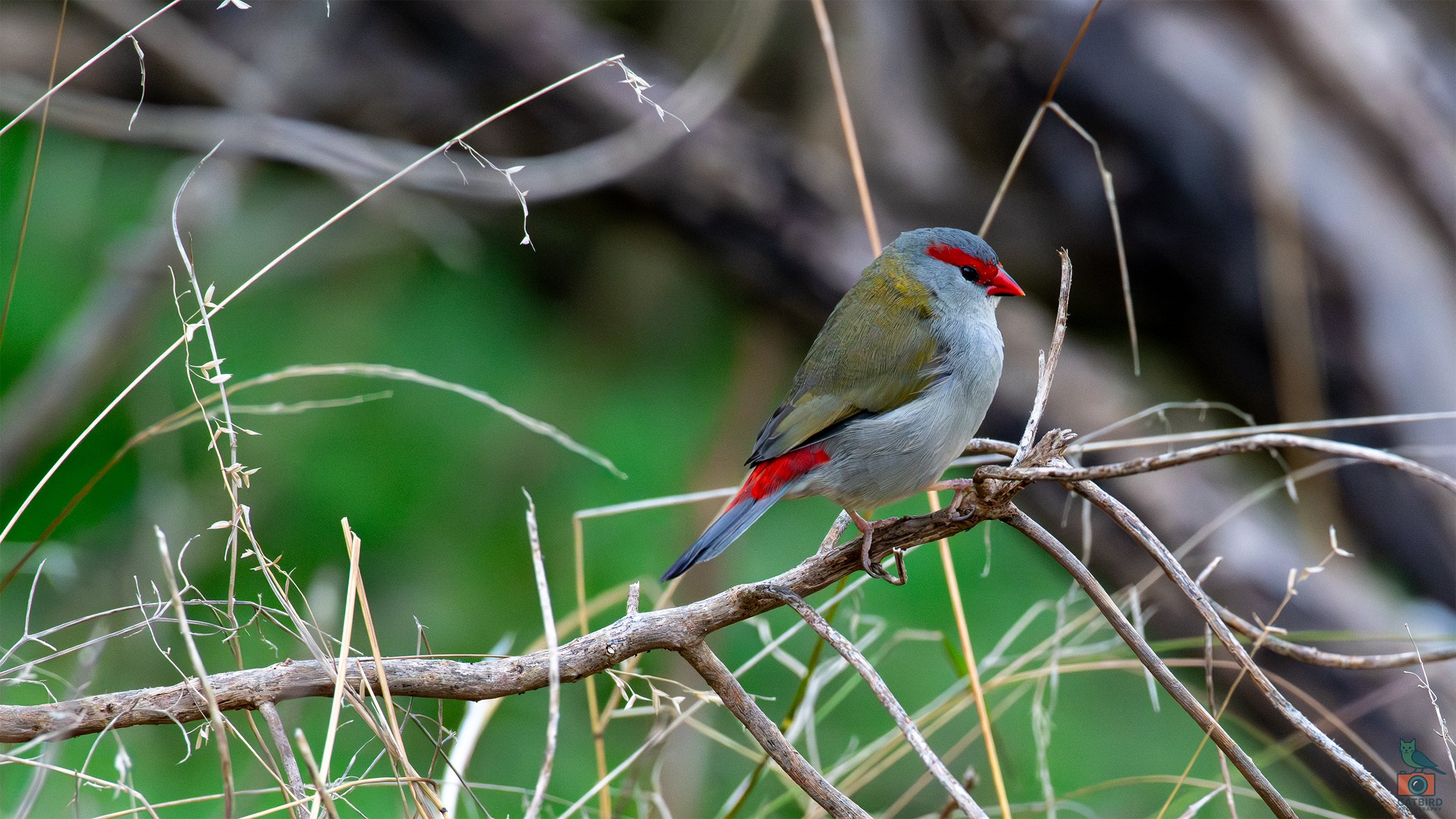 Red Browed Finch, Tower Hill, VIC, Australia. April 2026.