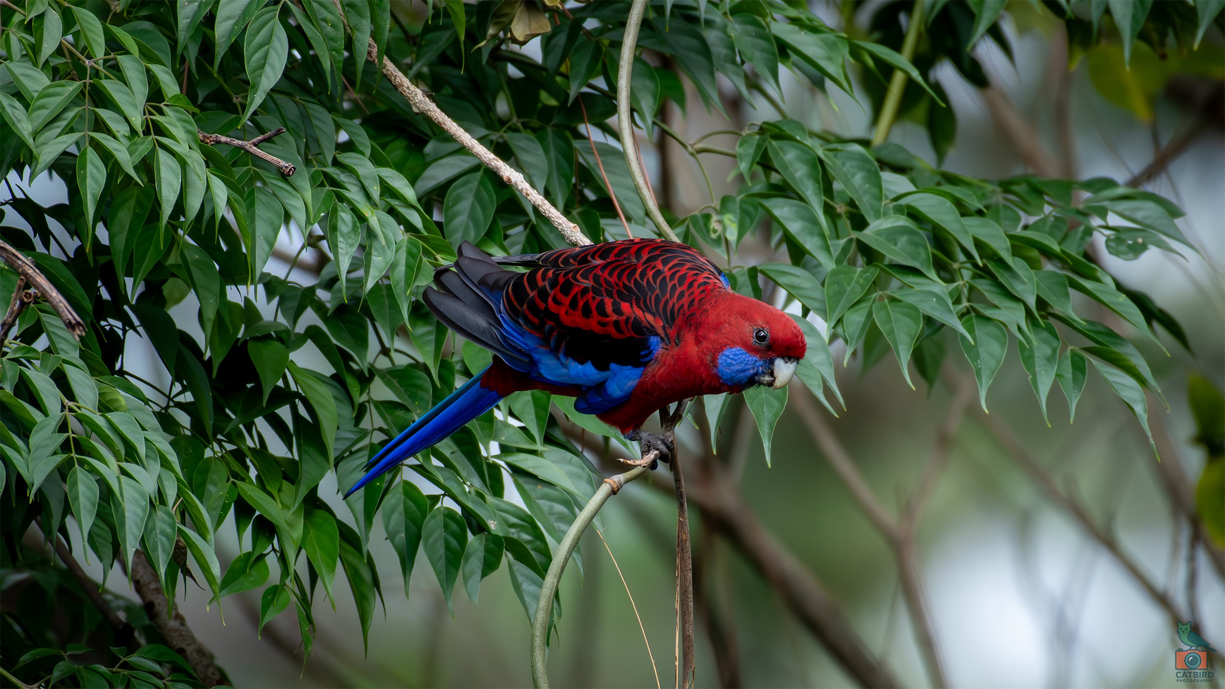 Crimson Rosella, Wollongong, NSW, Australia. April 2025.