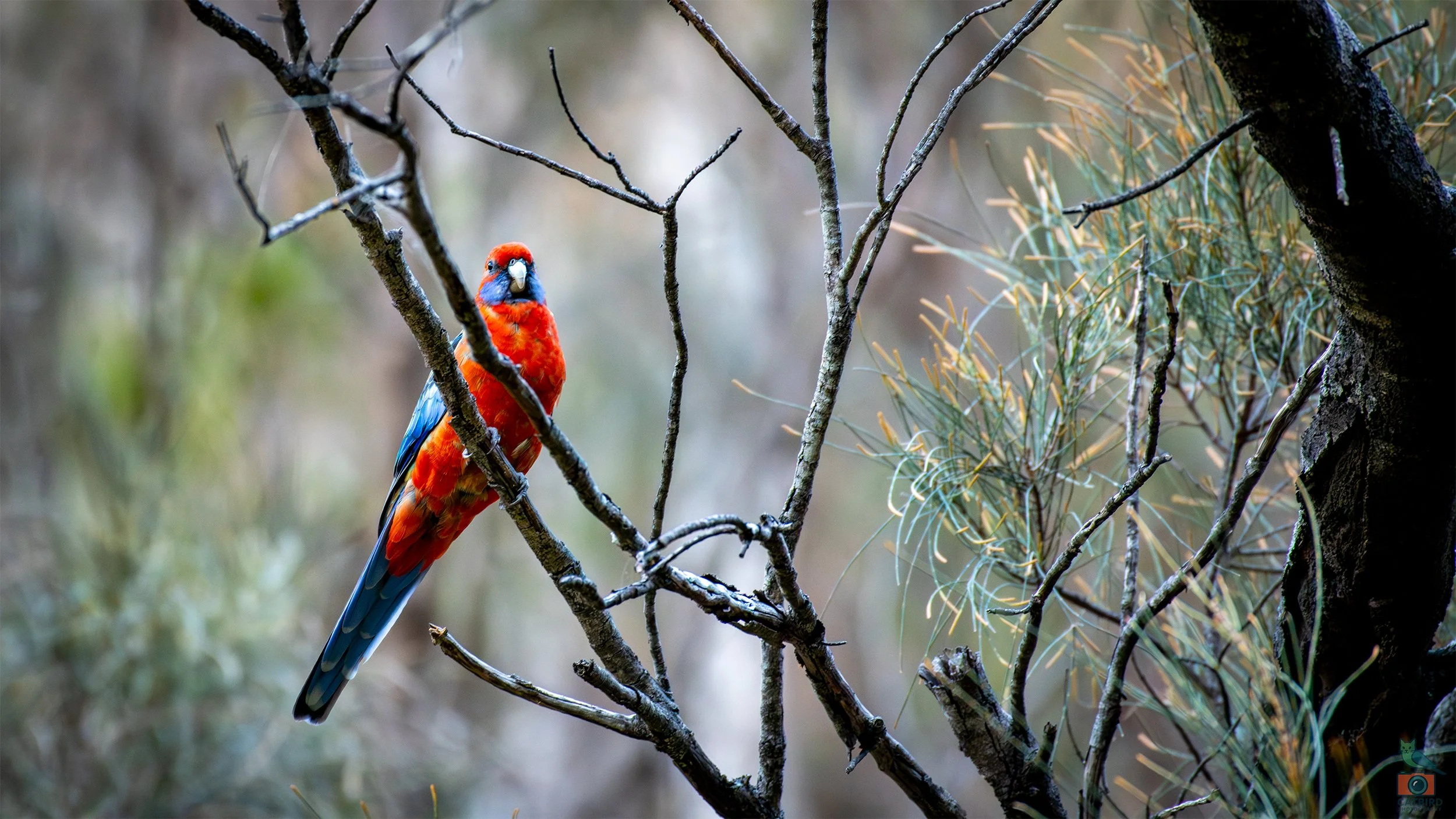 Adelaide Rosella, Belair National Park, SA, Australia. July 2025.