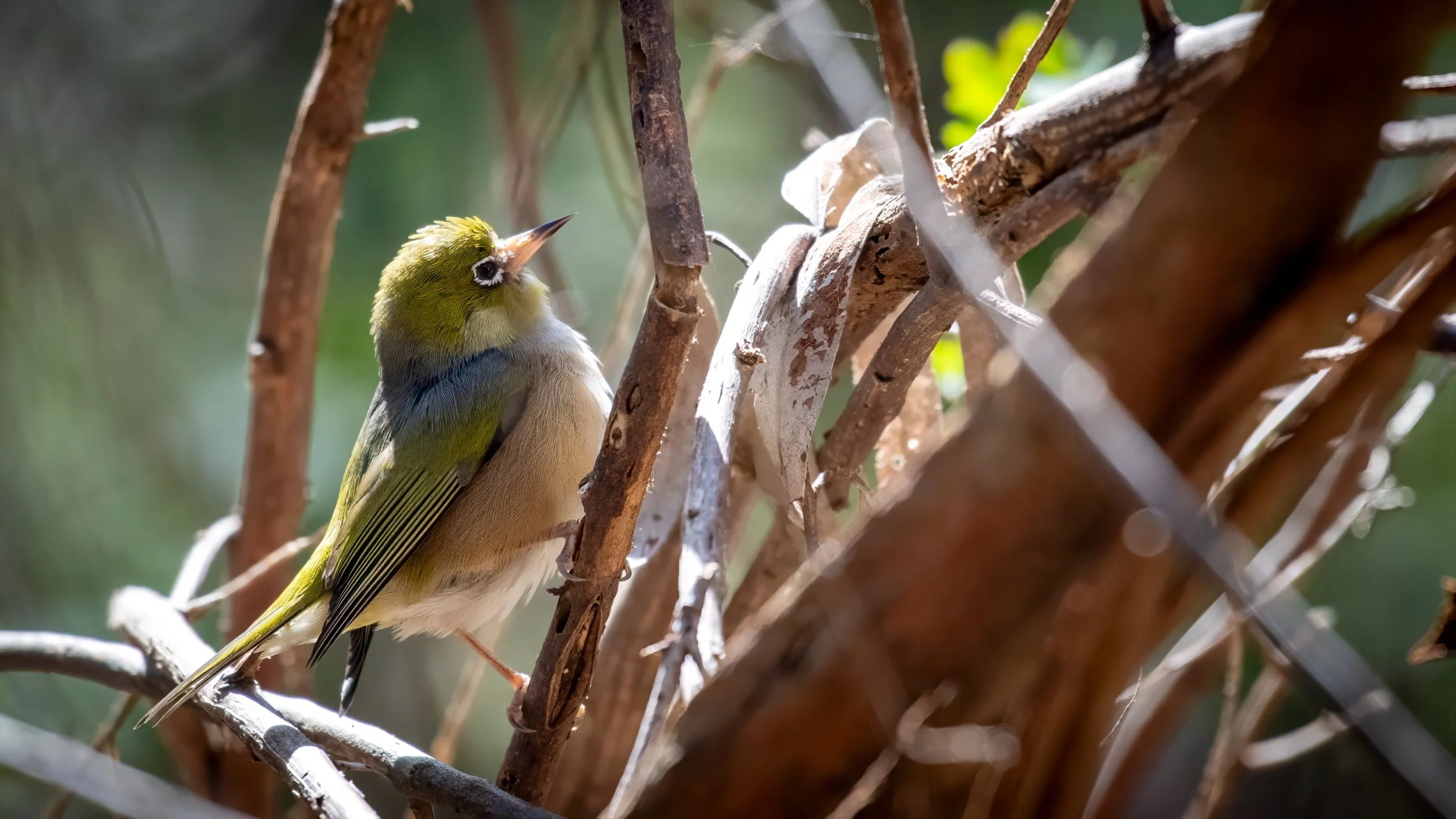 Silvereye, Belair National Park, SA, Australia. July 2025.