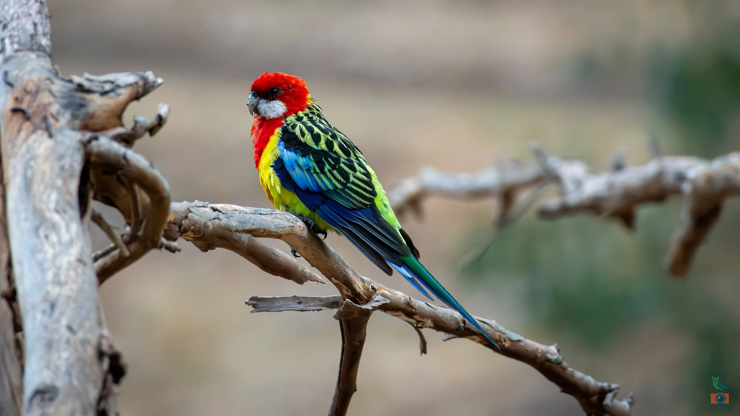 Eastern Rosella, Belair National Park, SA, Australia. March 2026.