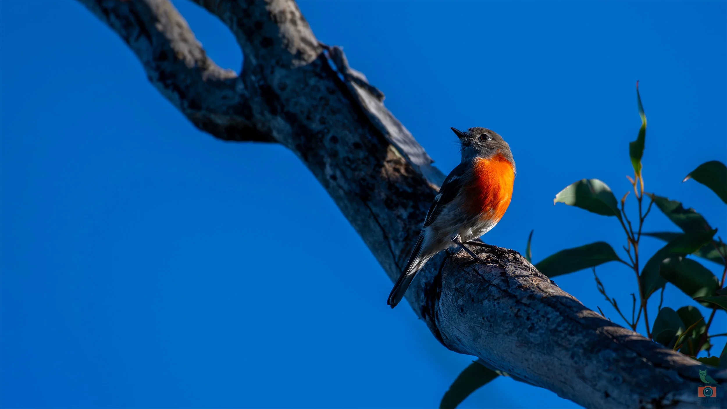 Flame Robin, Scott Creek Conservation Park, SA, Australia. April 2026.