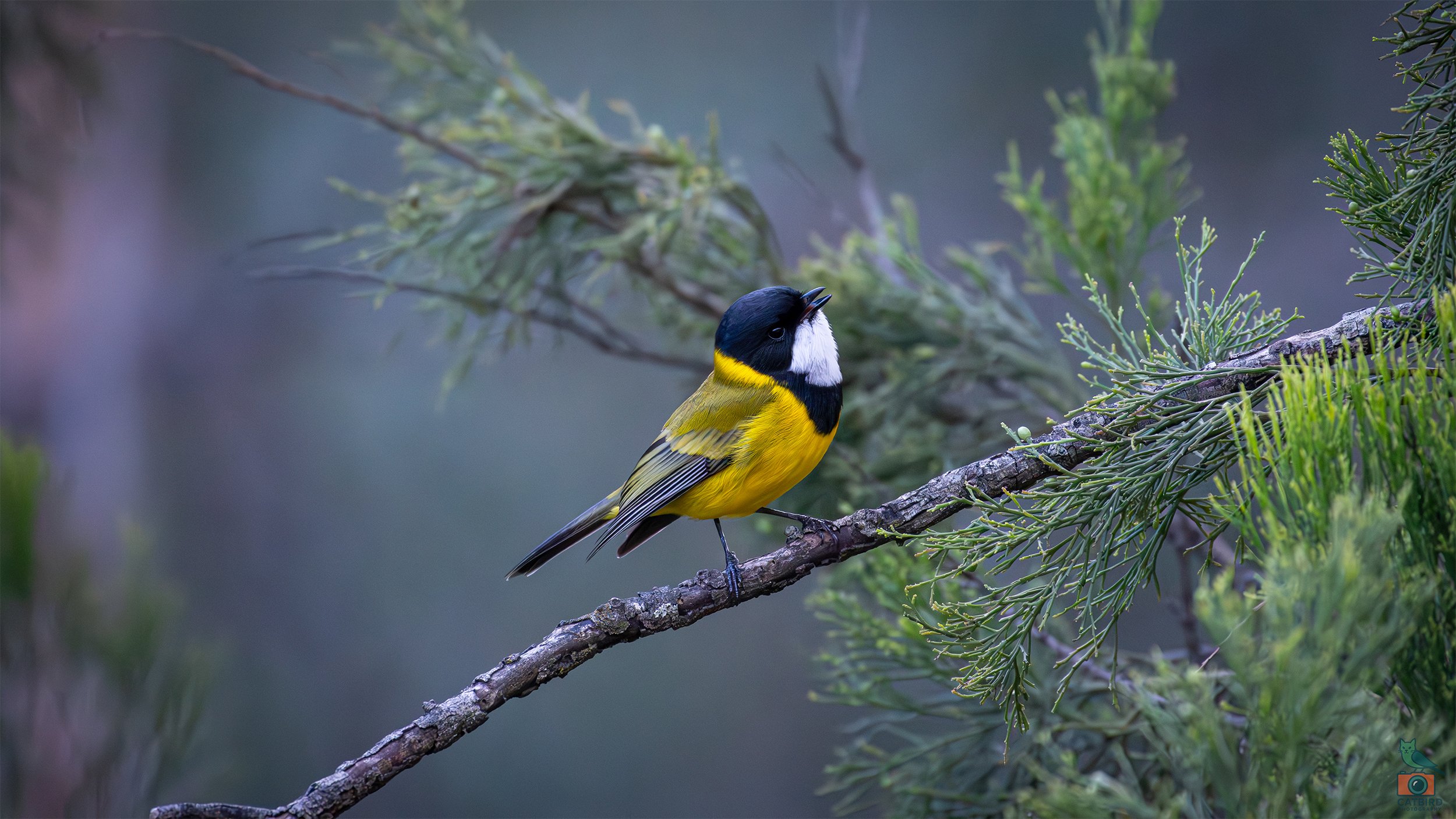 Golden Whistler, Mt Lofty National Park, SA Australia. June 2026.