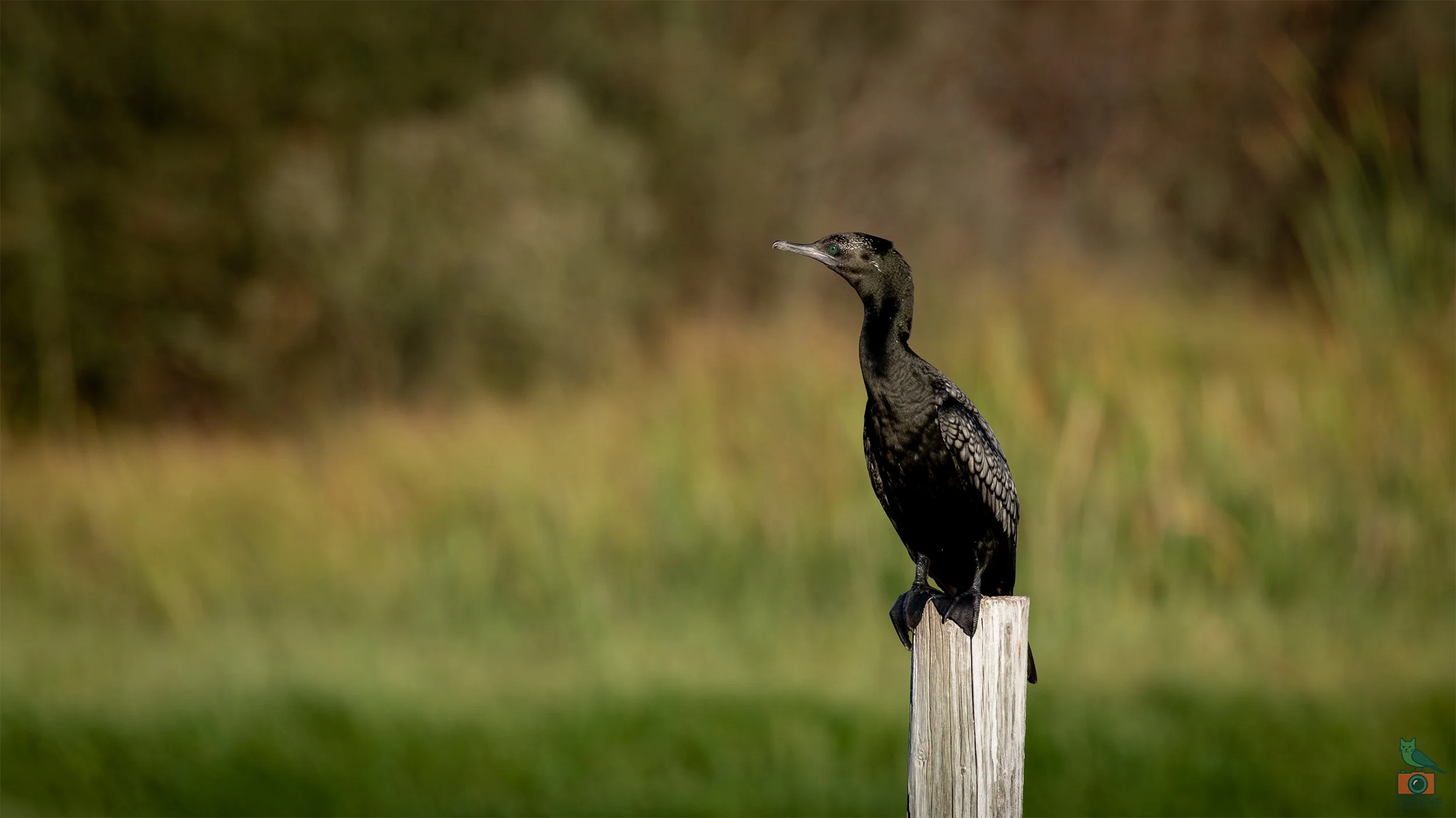 Little Black Cormorant, Greenfields Wetlands, SA, Australia. March 2025.