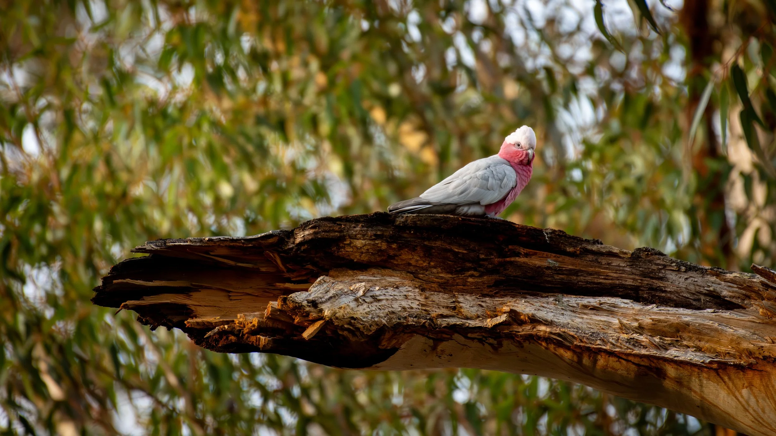 Galah, Belair National Park, SA, Australia. July 2025.