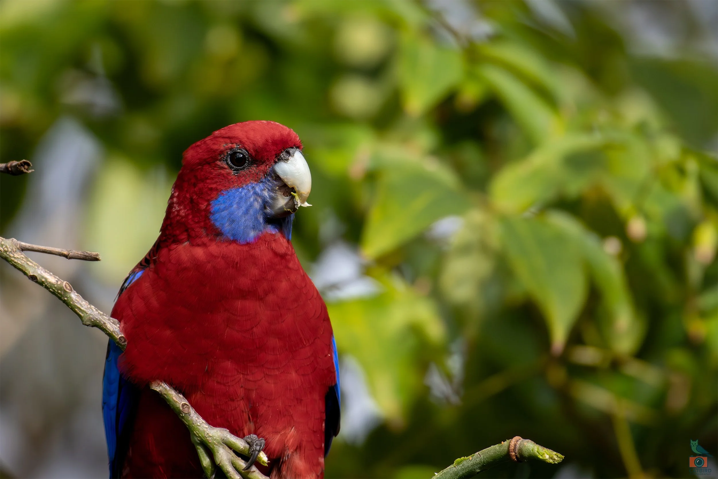 Crimson Rosella, Wollongong, NSW, Australia. April 2025.