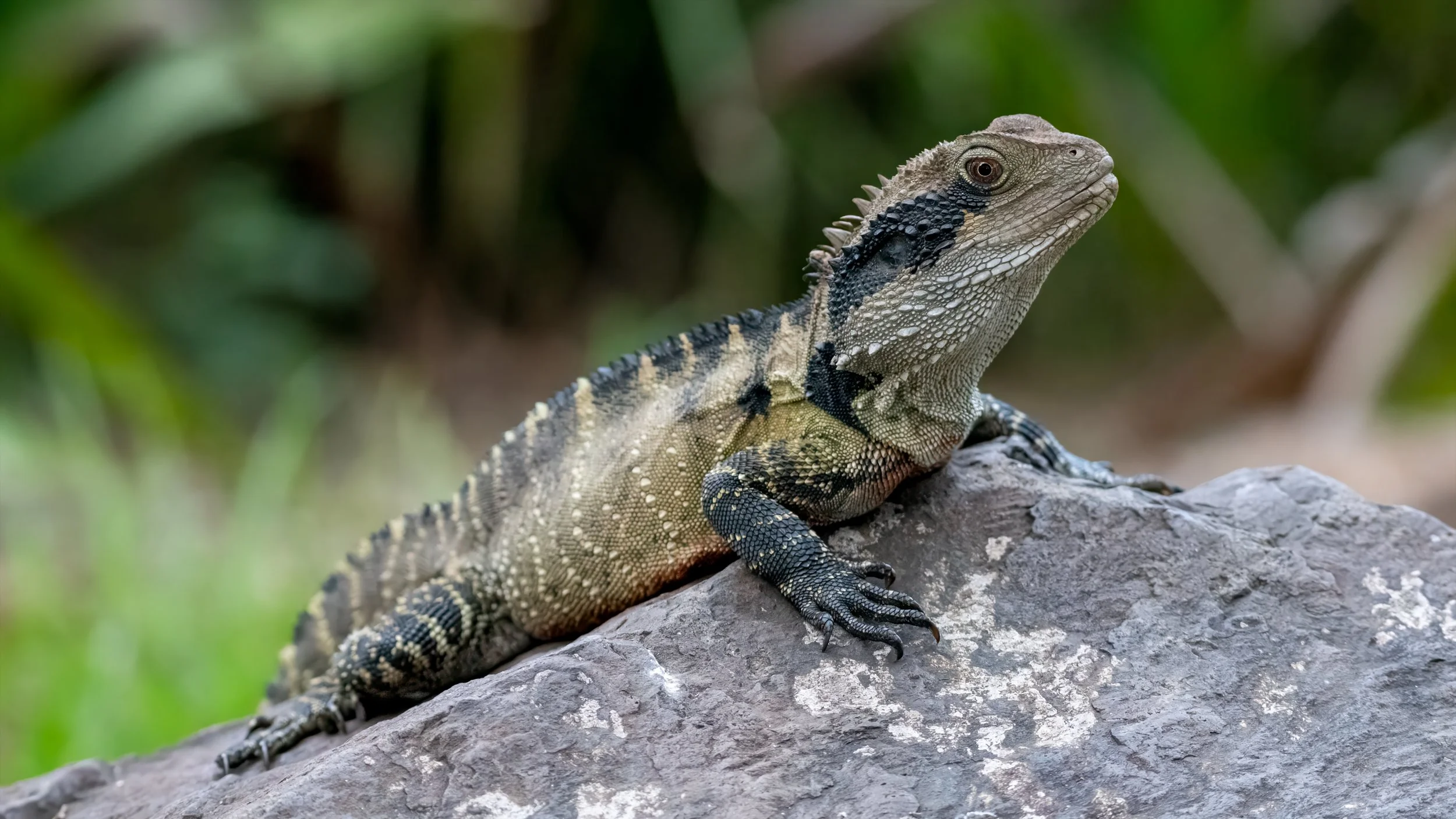 Eastern Water Dragon, Wollongong, NSW, Australia. April 2025.
