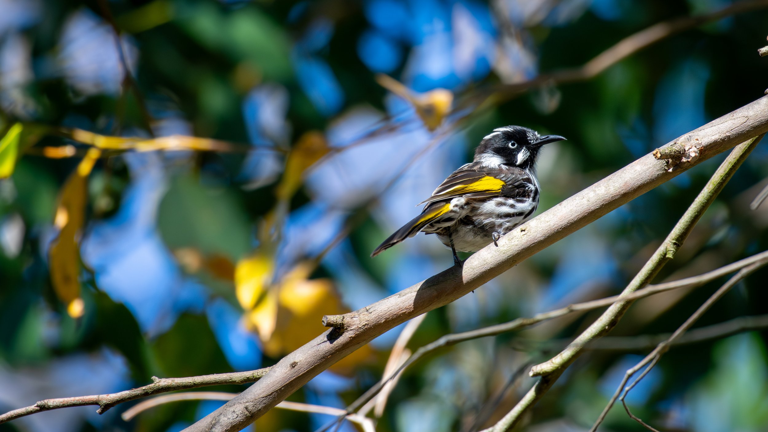 New Holland Honey Eater, Mt Lofty National Park, SA Australia. January 2026.