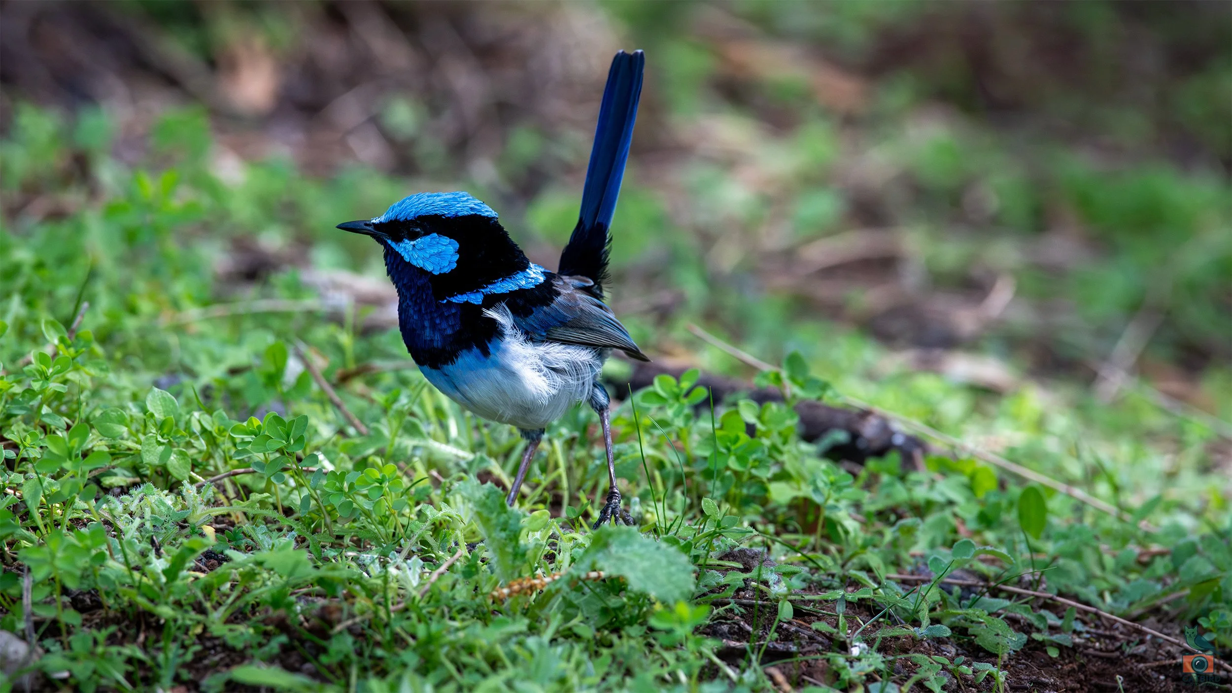 Superb Fairy Wren, Tower Hill, VIC, Australia. April 2026.