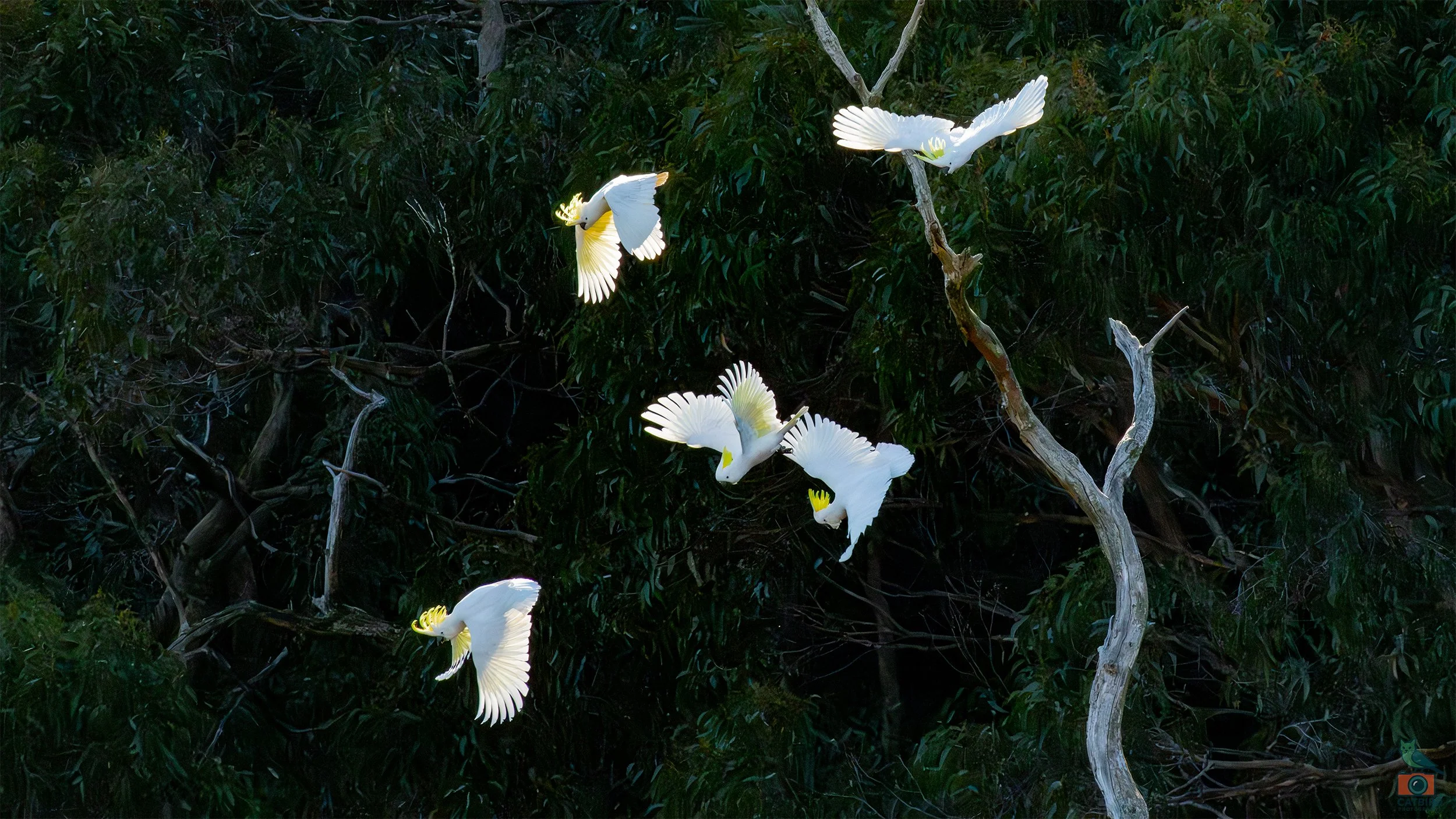 Sulphur Crested Cockatoo, Mt Lofty National Park, SA Australia. August 2026.