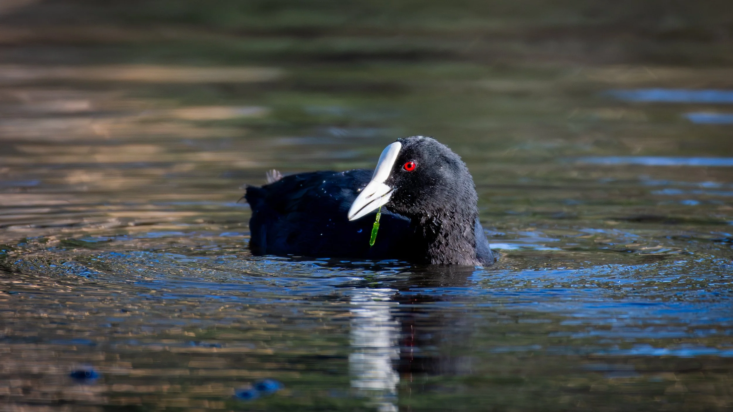 Coot, Belair National Park, SA, Australia. February 2026.