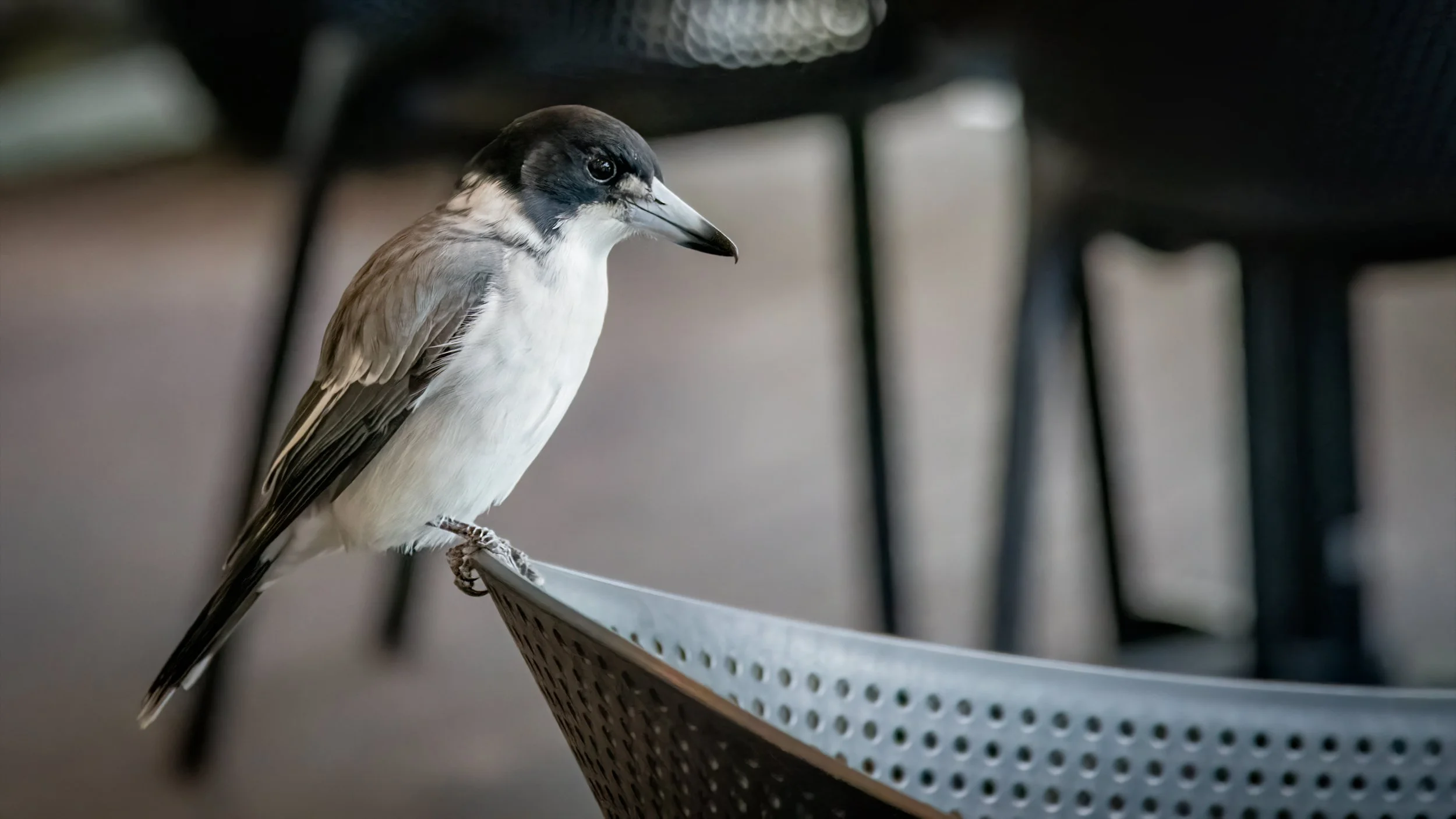 Grey Butcherbird, Byron Bay, QLD, Australia. April 2025.