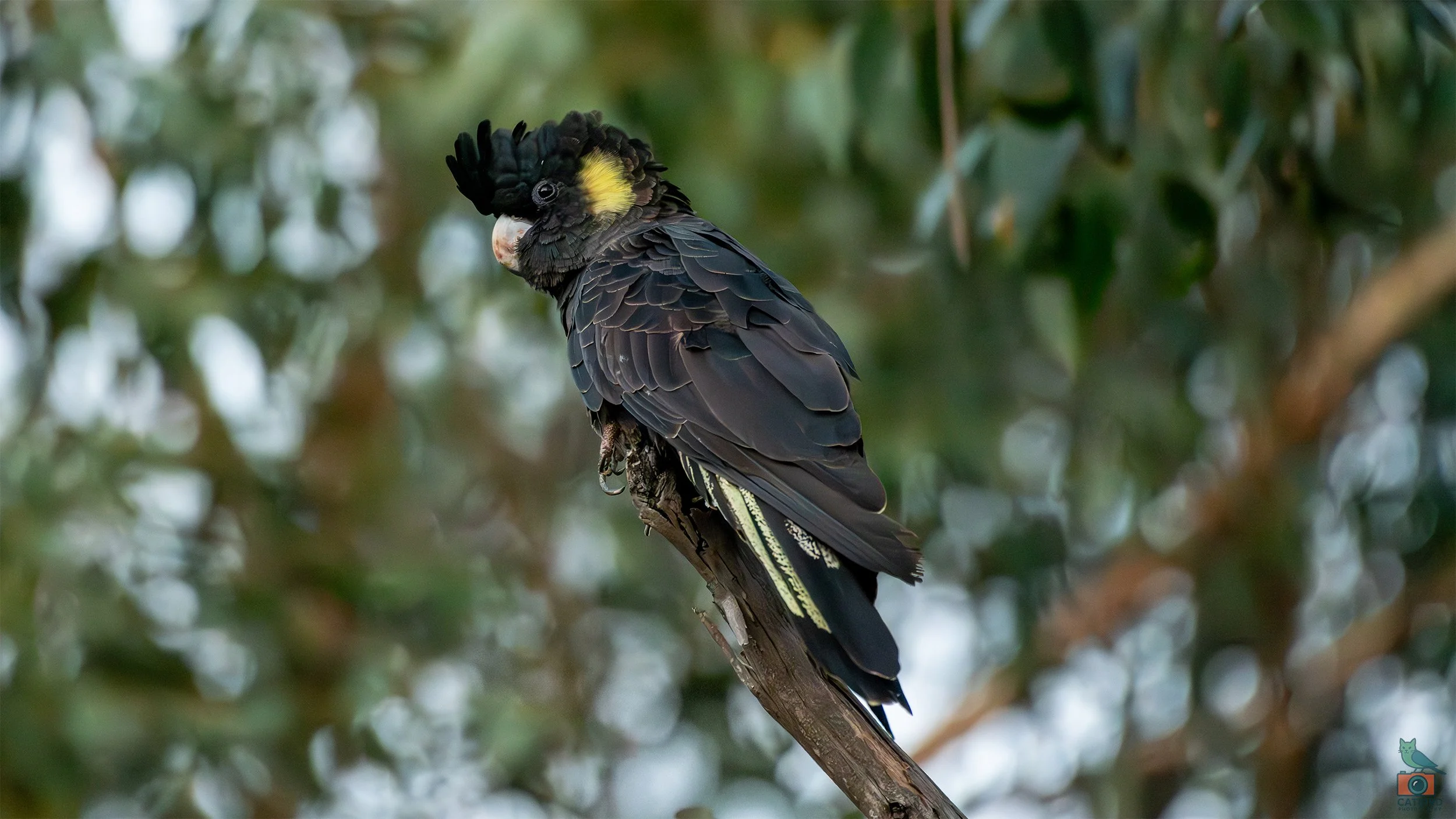 Yellow Tailed Black Cockatoo, Mt Lofty National Park, SA Australia. March 2025.