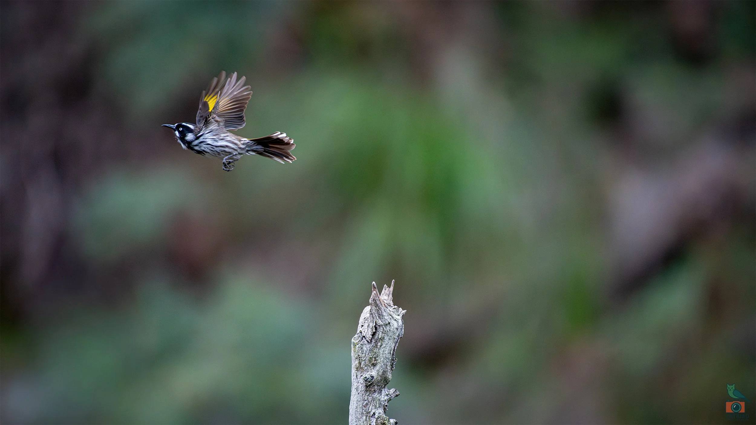New Holland Honey Eater, Mt Lofty National Park, SA Australia. May 2026.