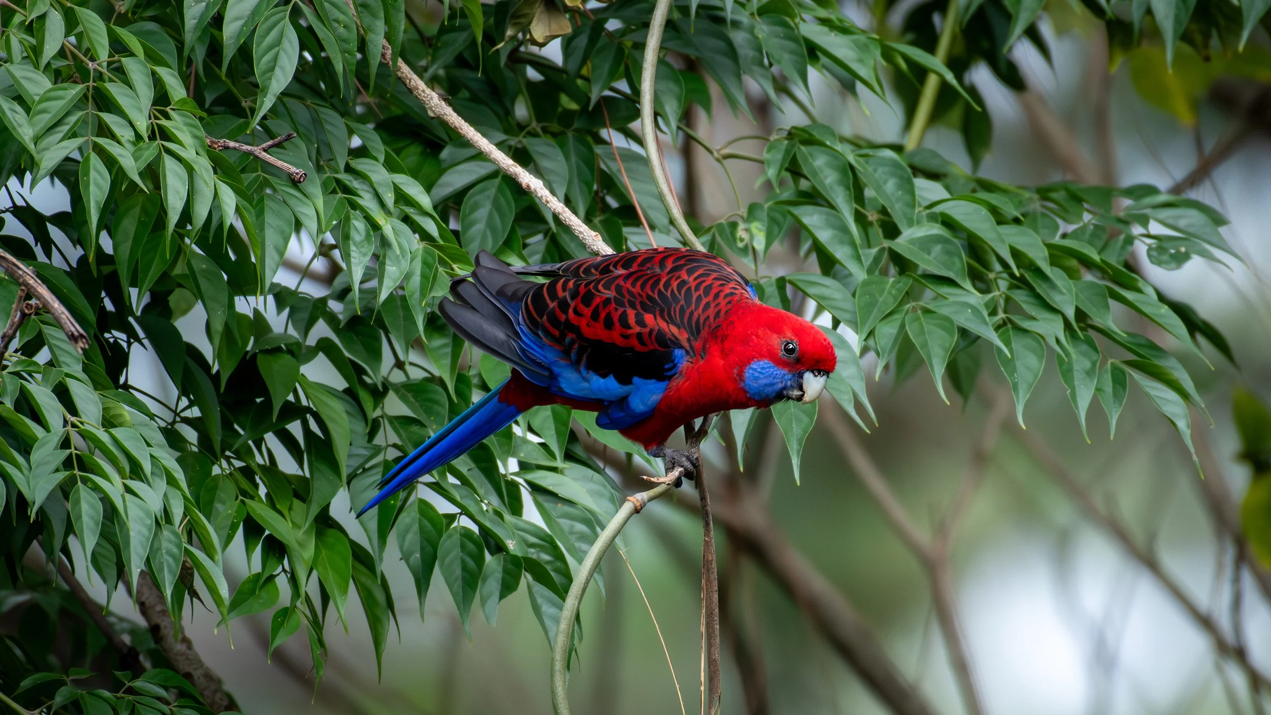 Crimson Rosella, Wollongong, NSW, Australia. April 2025.