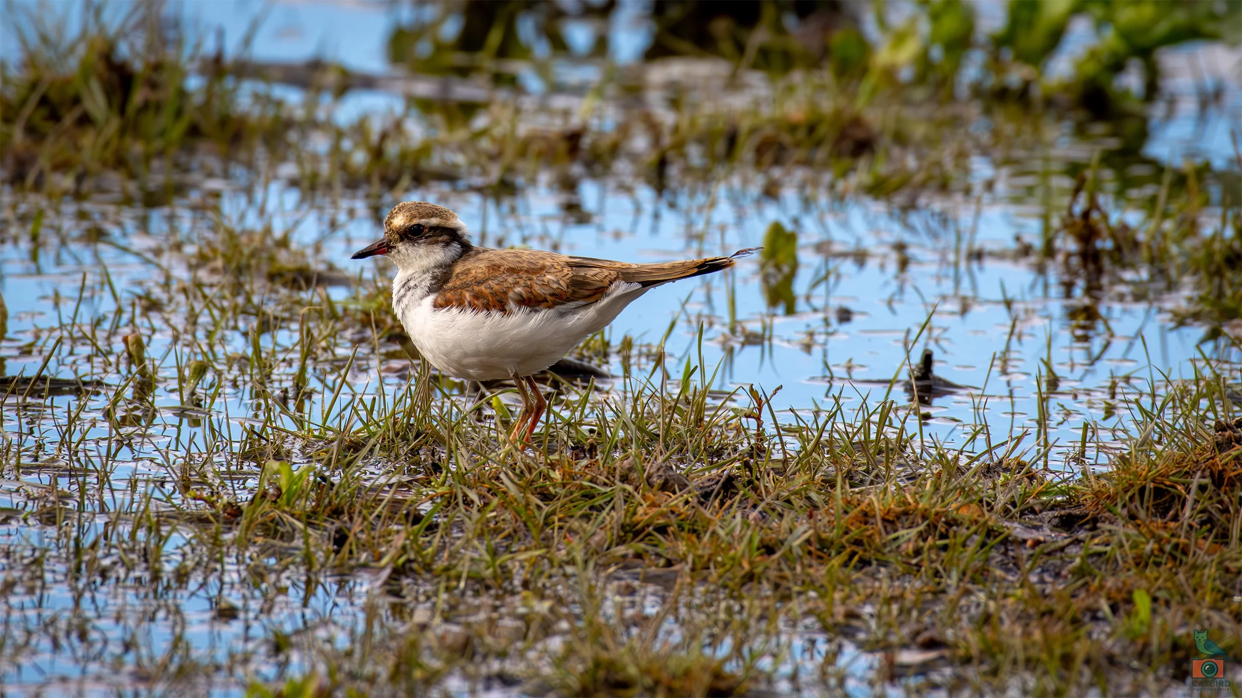 Red Capped Plover (Female), Laratinga Wetlands, SA, Australia. February 2026.