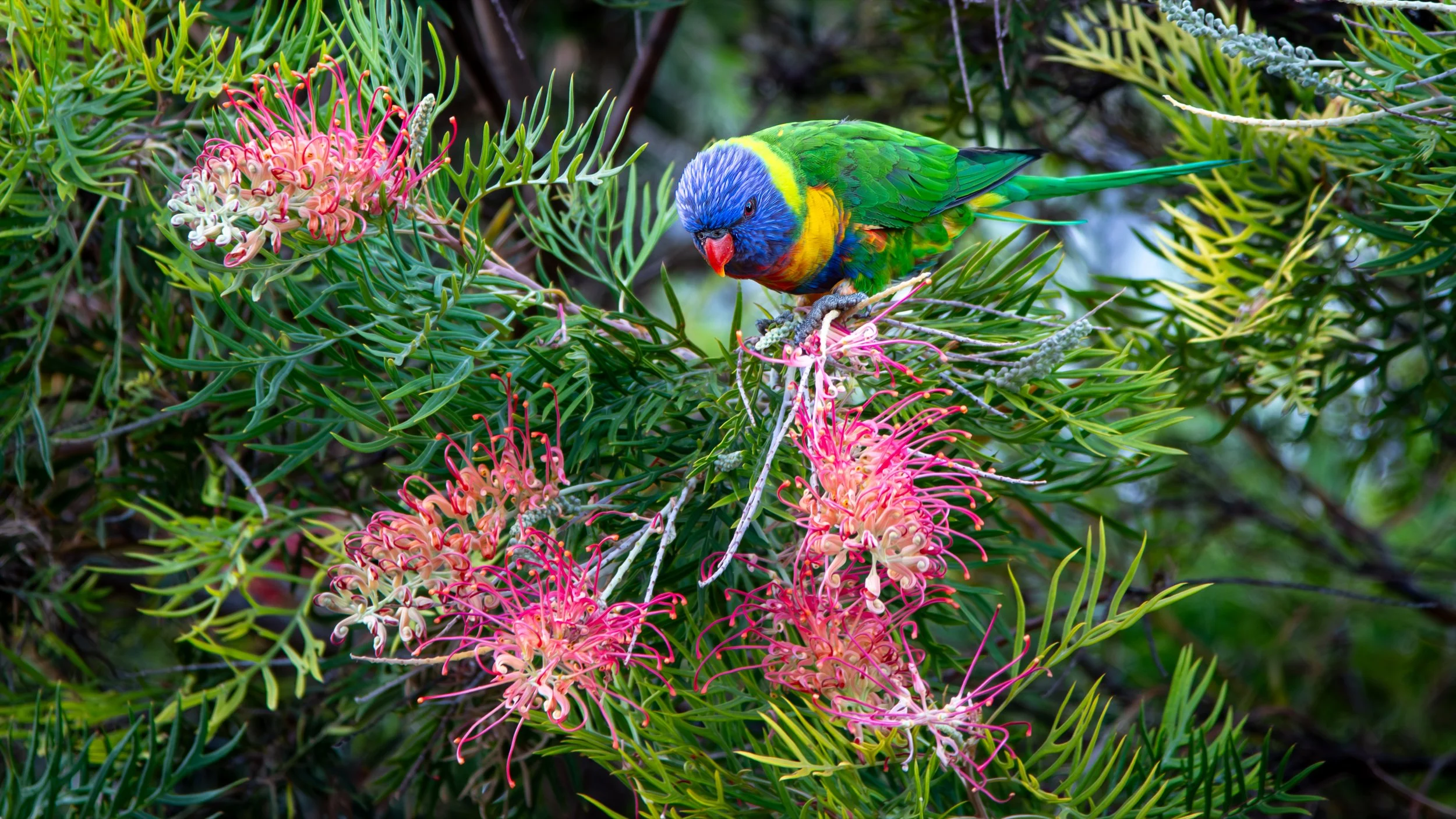 Rainbow Lorikeet, Glenelg North, SA, Australia. January 2025.