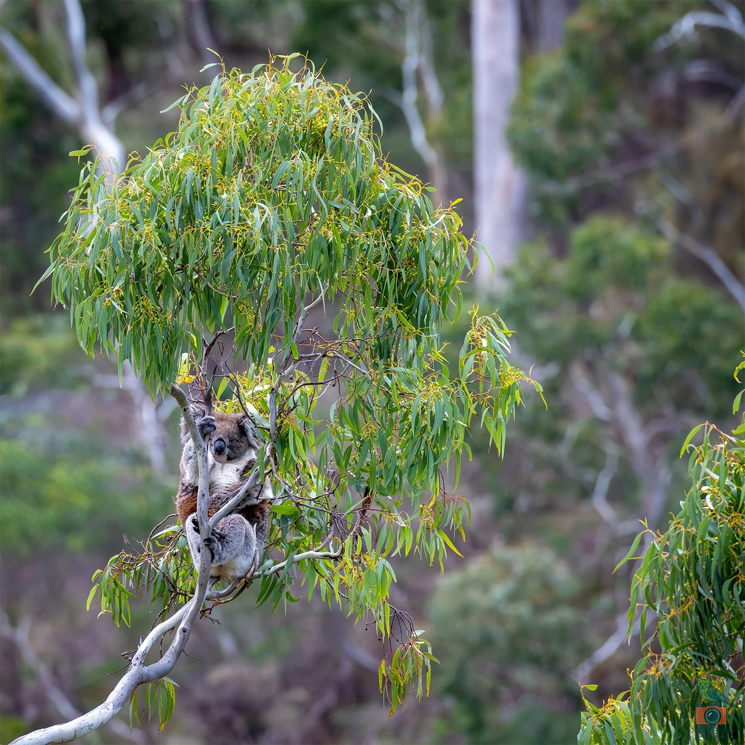 Koala, Belair National Park, SA, Australia. May 2026.