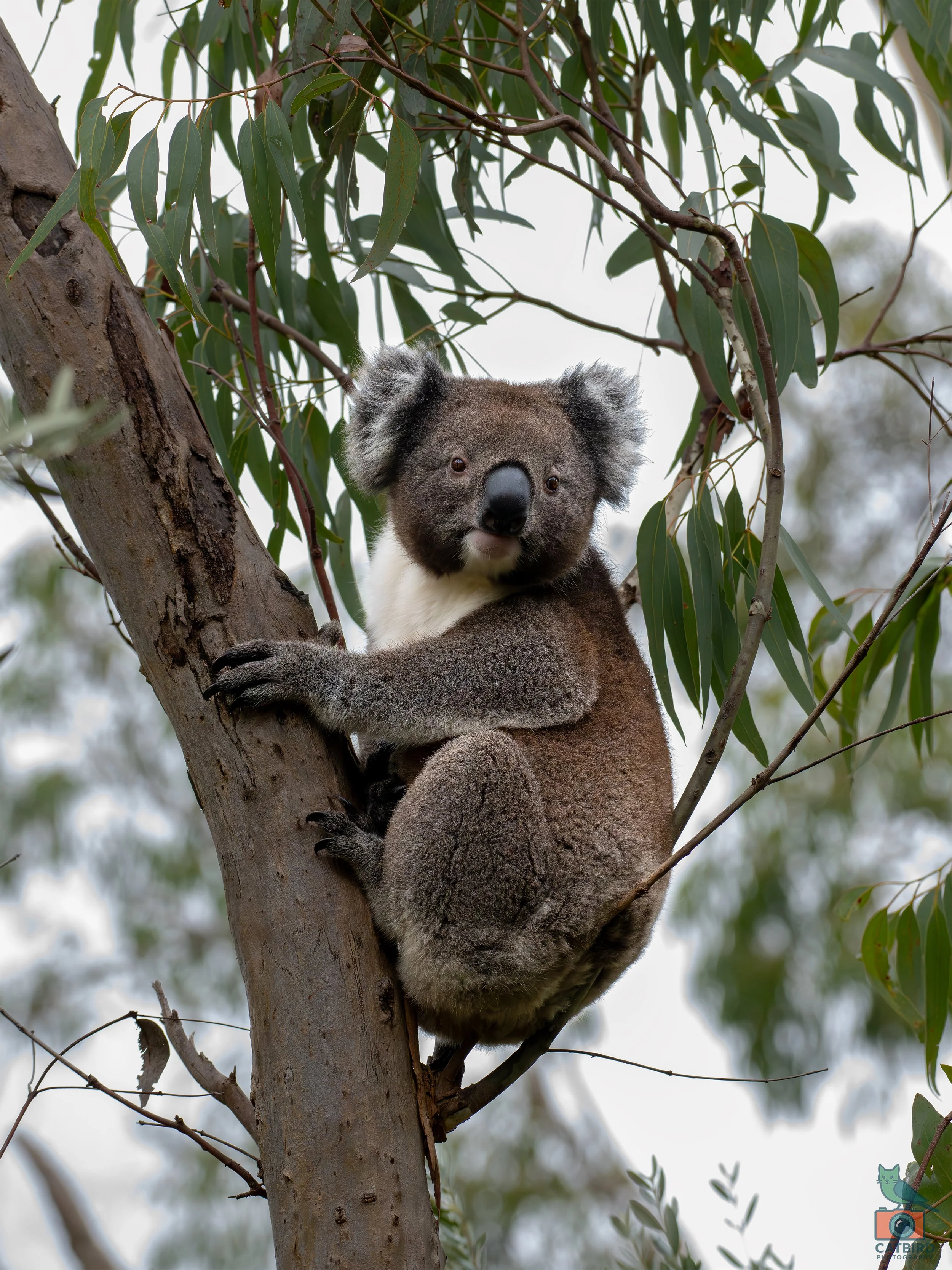 Koala, Belair National Park, SA, Australia. May 2026.