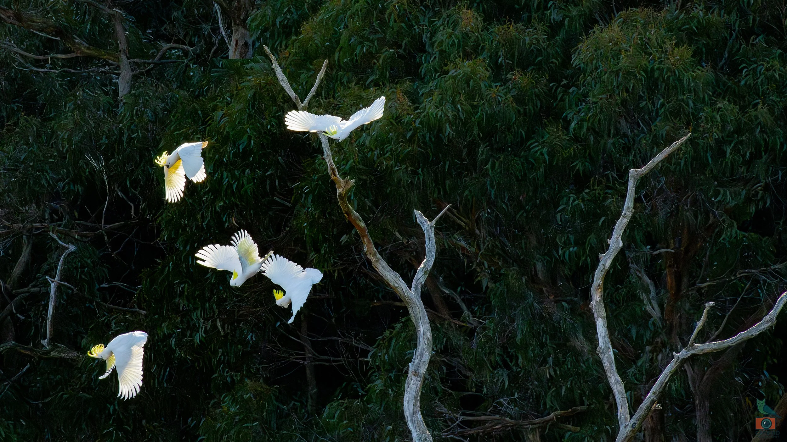 Sulphur Crested Cockatoo, Mt Lofty National Park, SA Australia. August 2026.