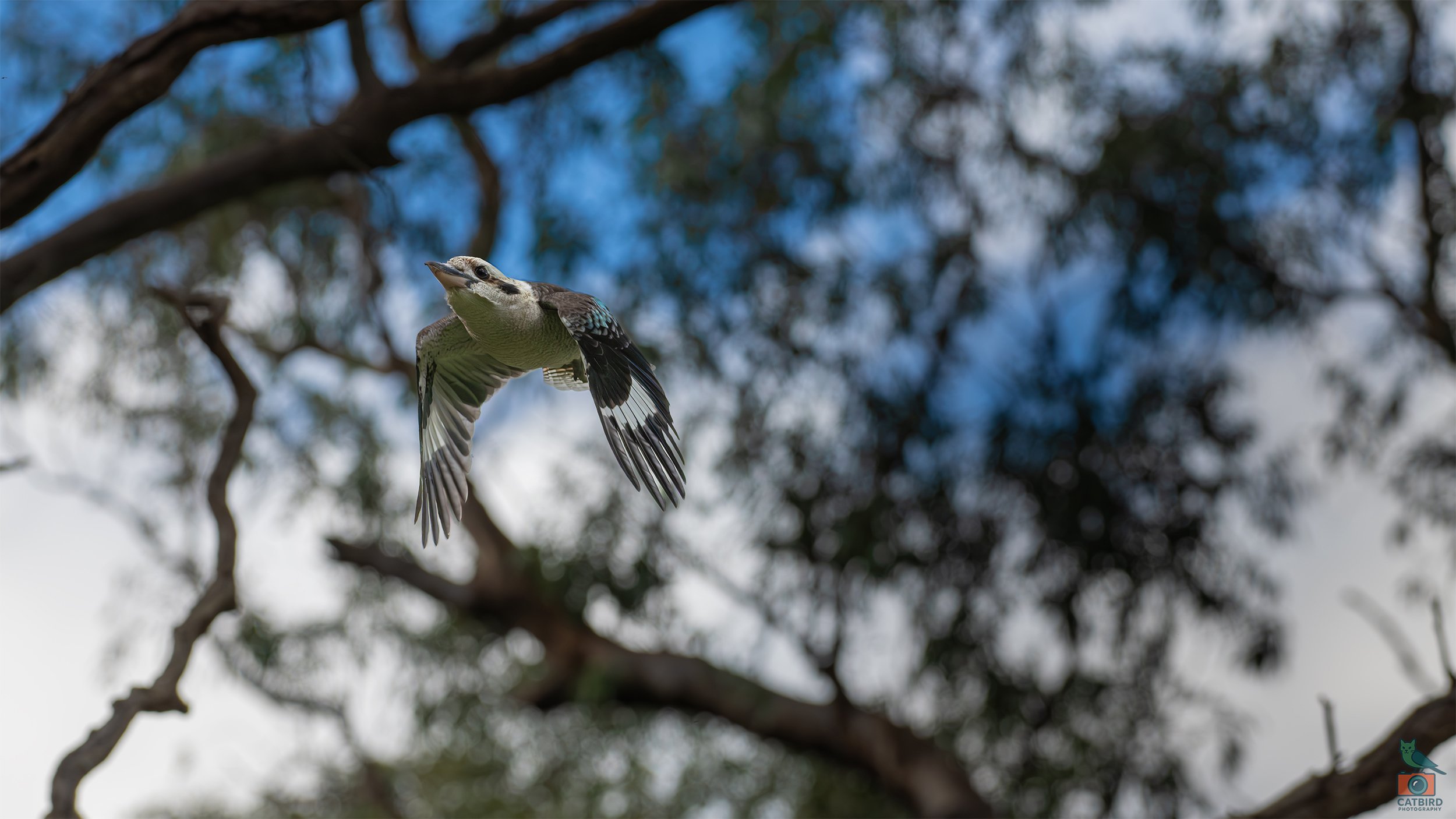 Kookaburra, Belair National Park, SA, Australia. June 2026.