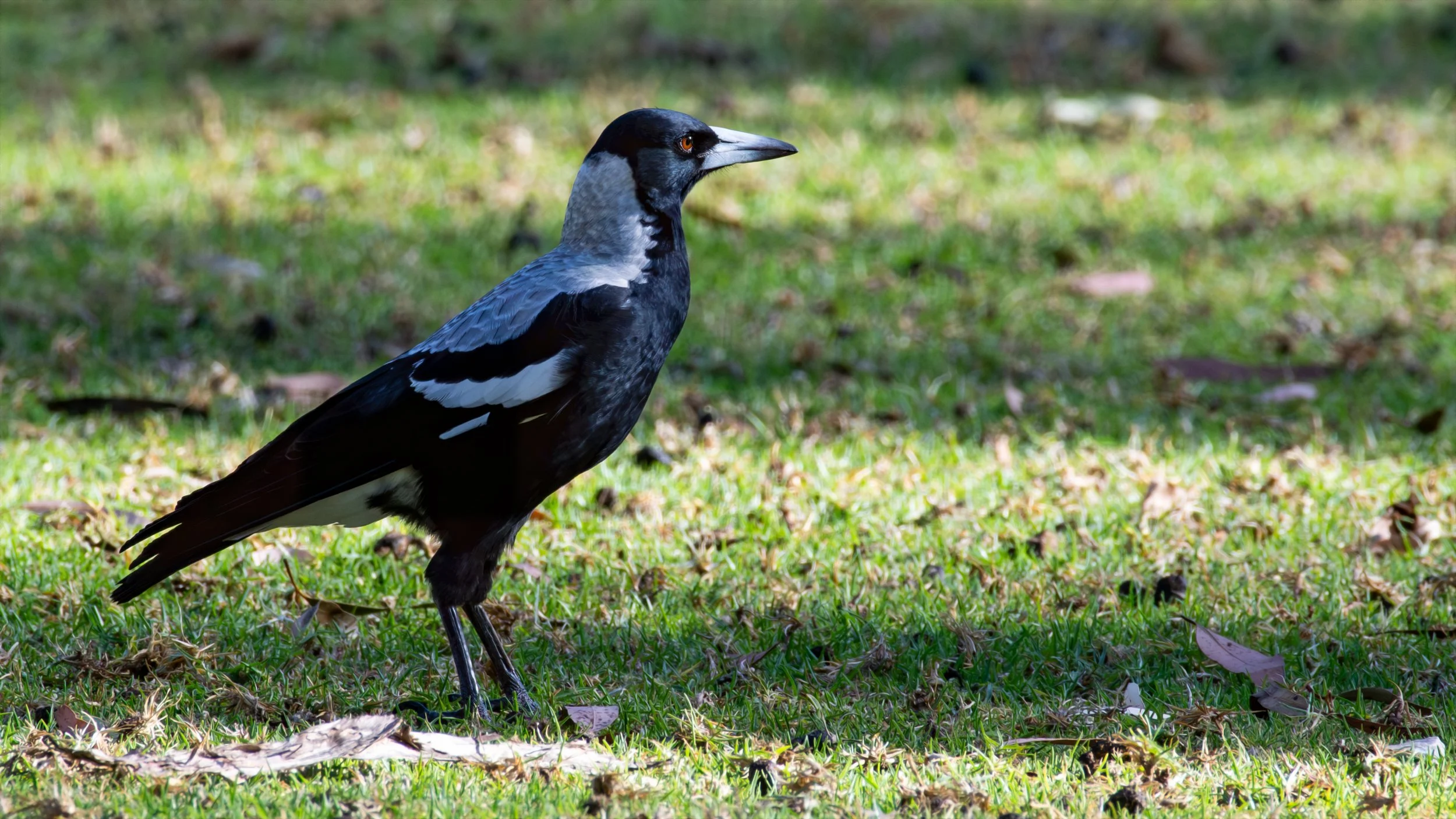 Magpie, Belair National Park, SA Australia. March 2025.