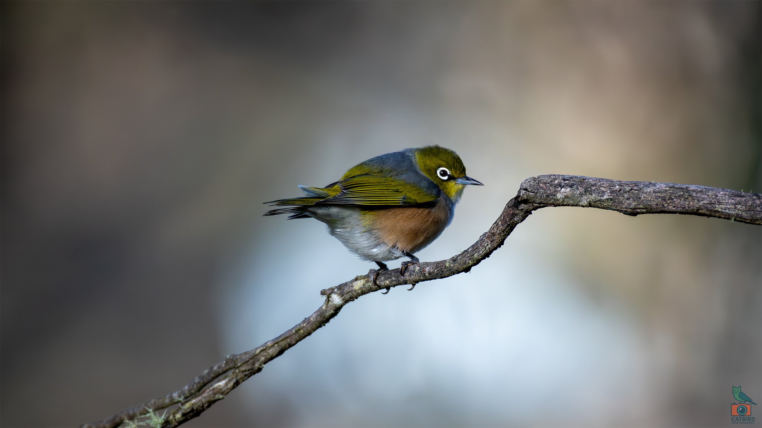 Silvereye, Katoomba, NSW, Australia. April 2025.