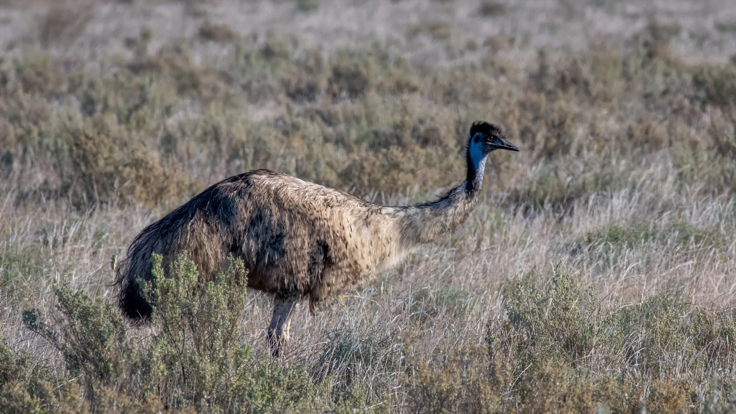 Emu, Hay Plains, NSW. April 2025