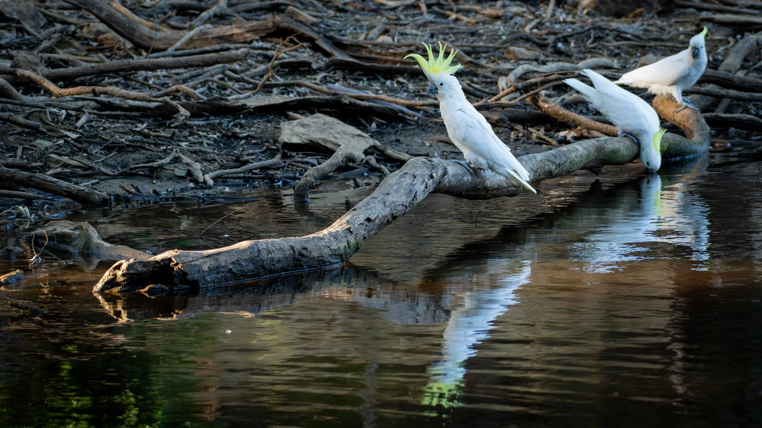 Sulphur Crested Cockatoo, Belair National Park, SA, Australia. February 2026.