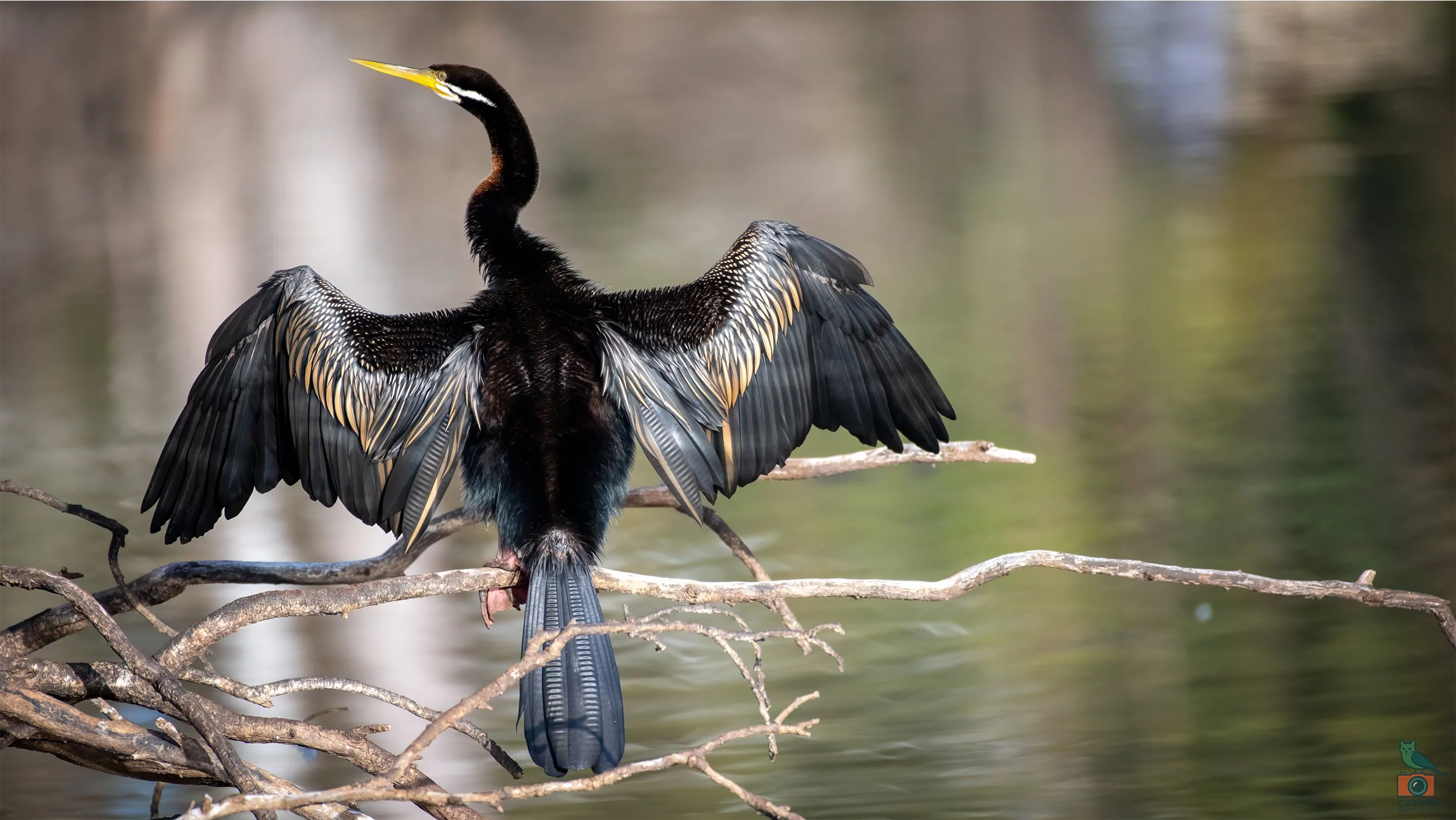 Australian Darter (Male), Belair National Park, SA, Australia. July 2025.
