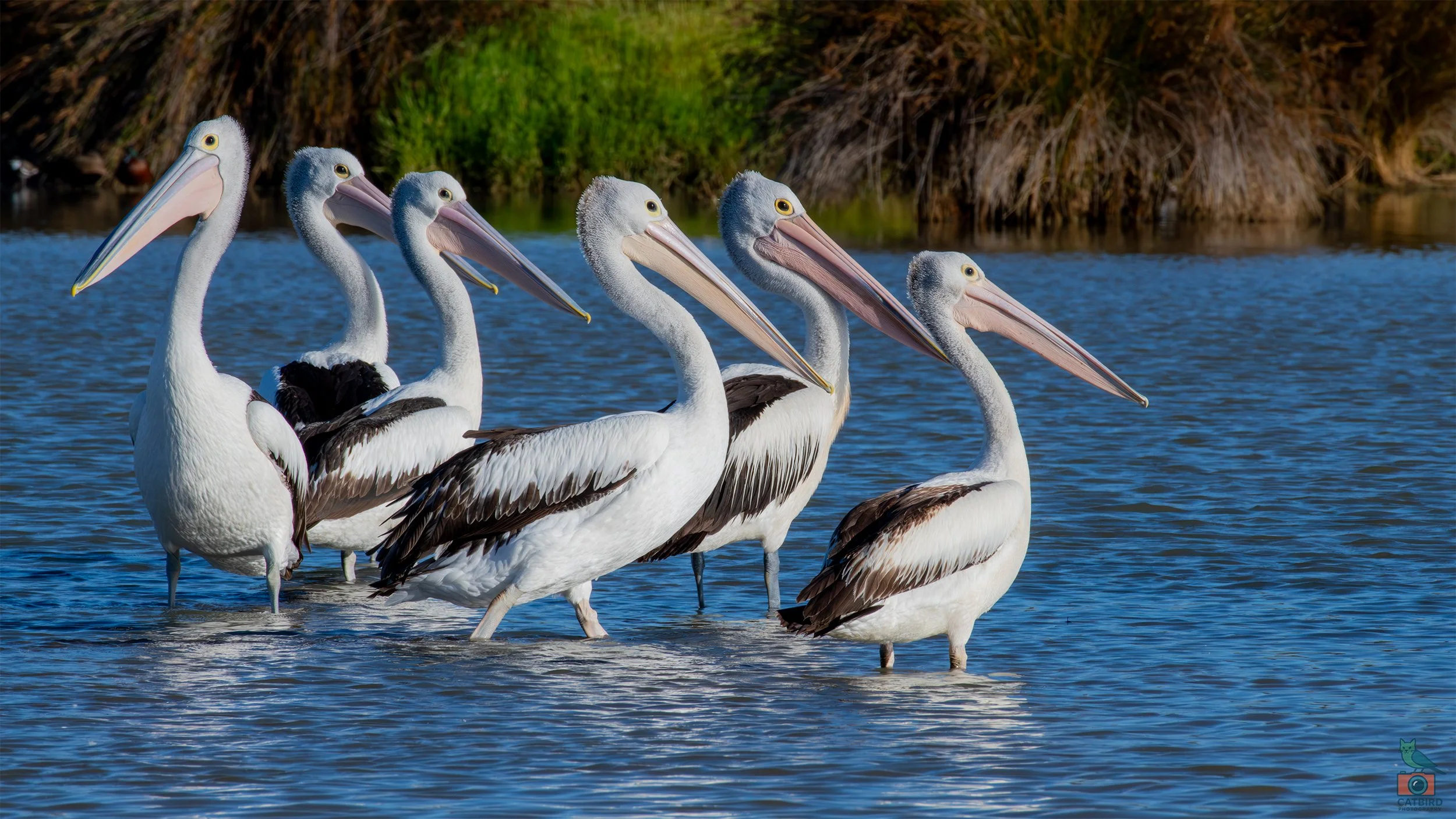 Pelicans, Greenfields Wetlands, SA, Australia. March 2025.