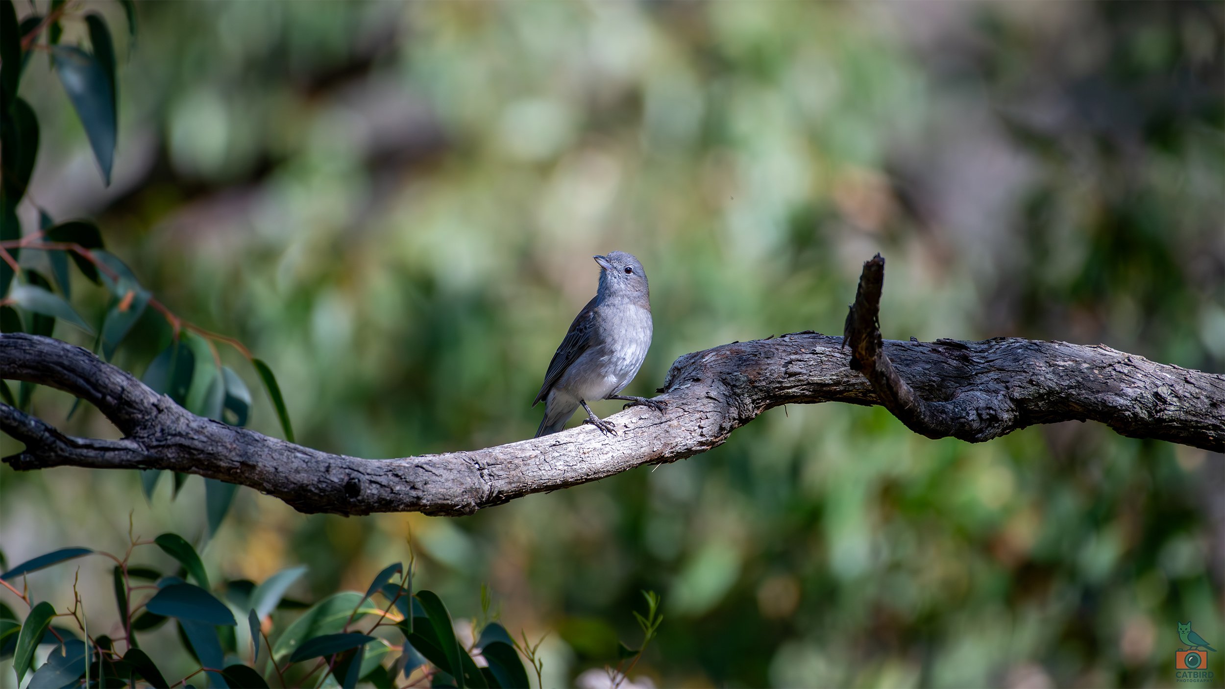 Grey Shrike Thrush, Mt Lofty National Park, SA Australia. May 2026.