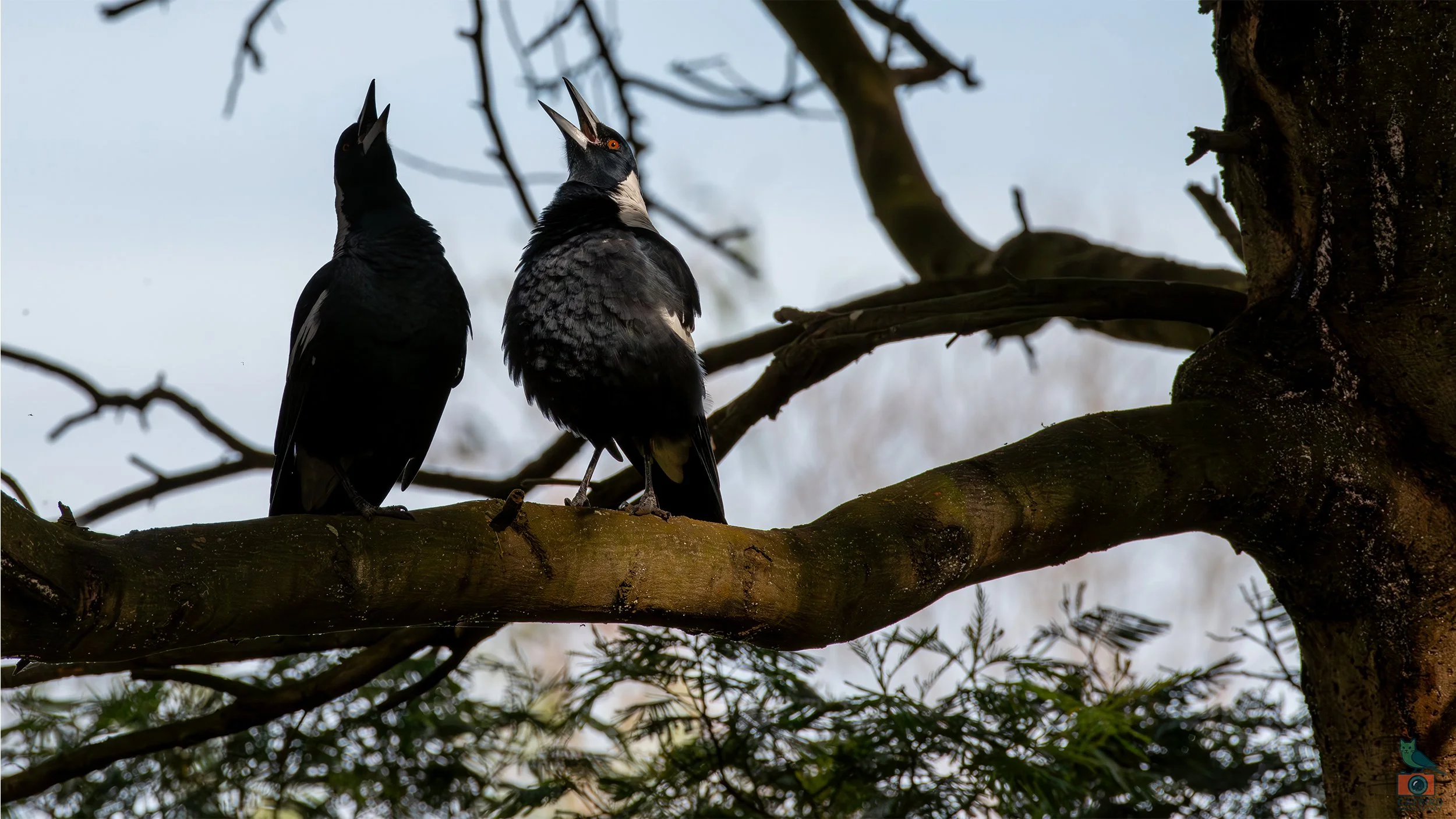 Australian Magpie, Tower Hill, VIC, Australia. April 2026.