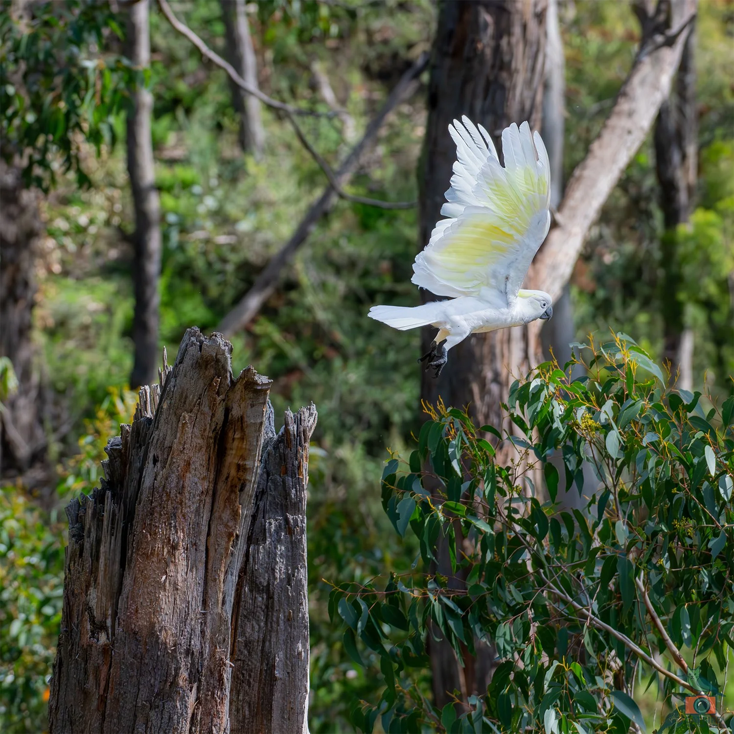 Sulphur Crested Cockatoo, Mt Lofty National Park, SA Australia. May 2026.