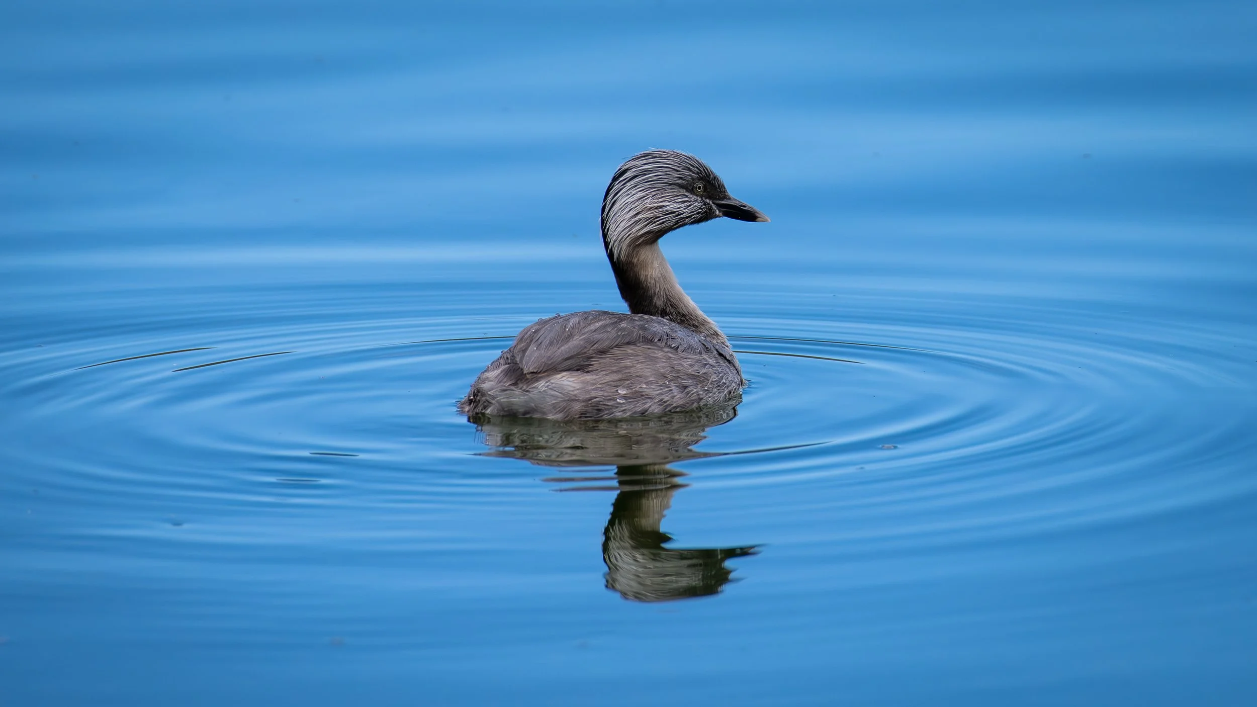 Hoary Headed Grebe, Laratinga Wetlands, SA, Australia. February 2026.
