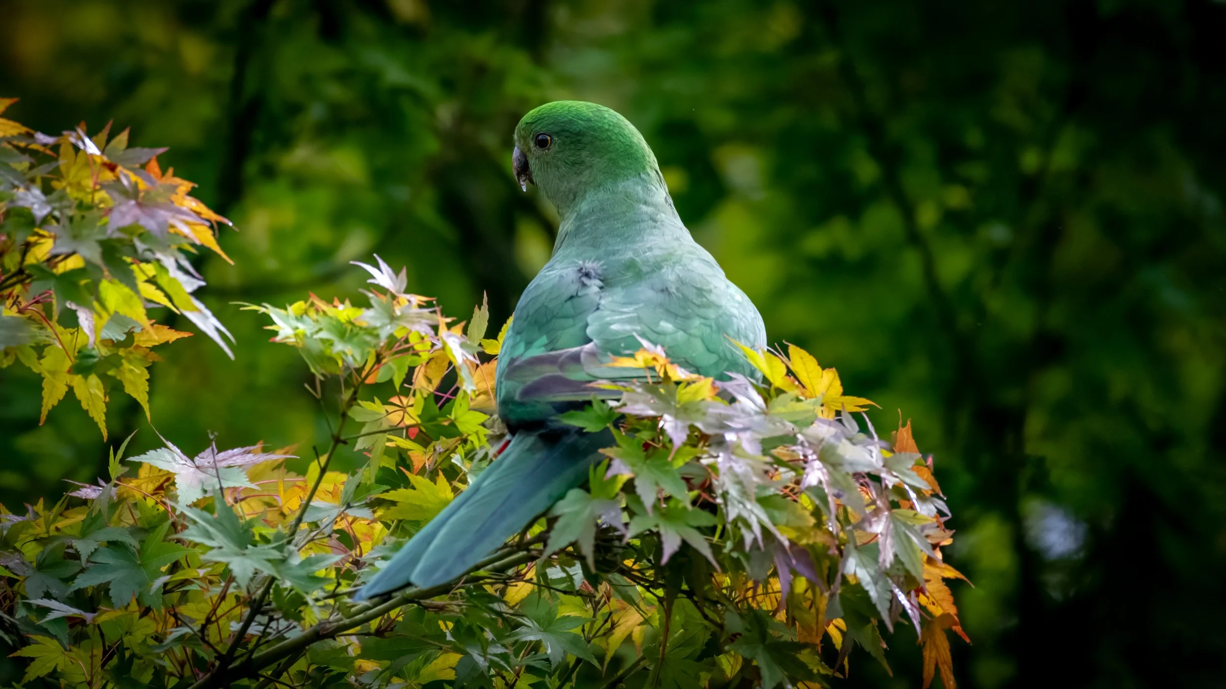 King Parrot (Female), Katoomba, NSW, Australia. April 2025.