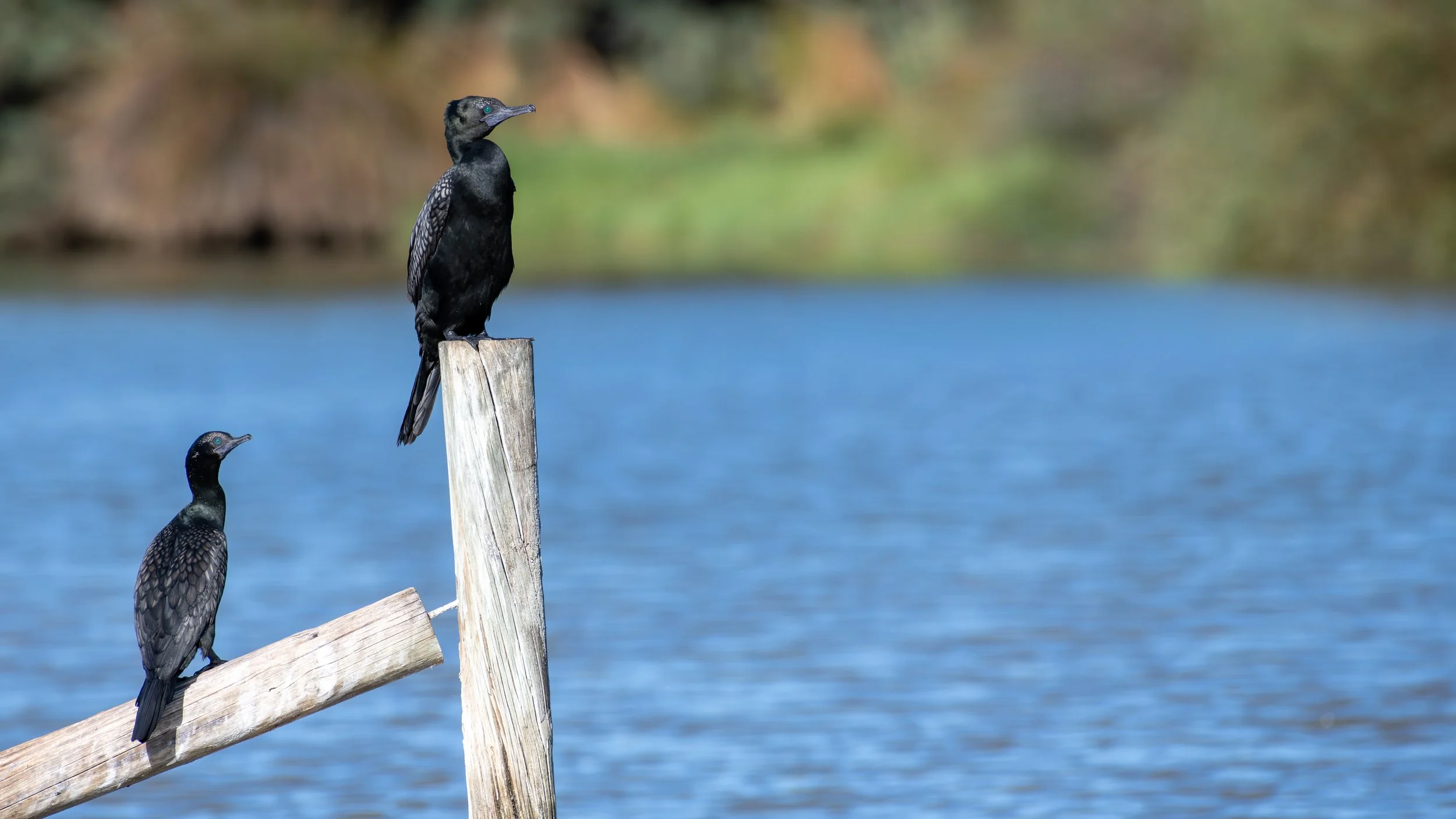 Little Black Cormorant, Greenfields Wetlands, SA, Australia. March 2025