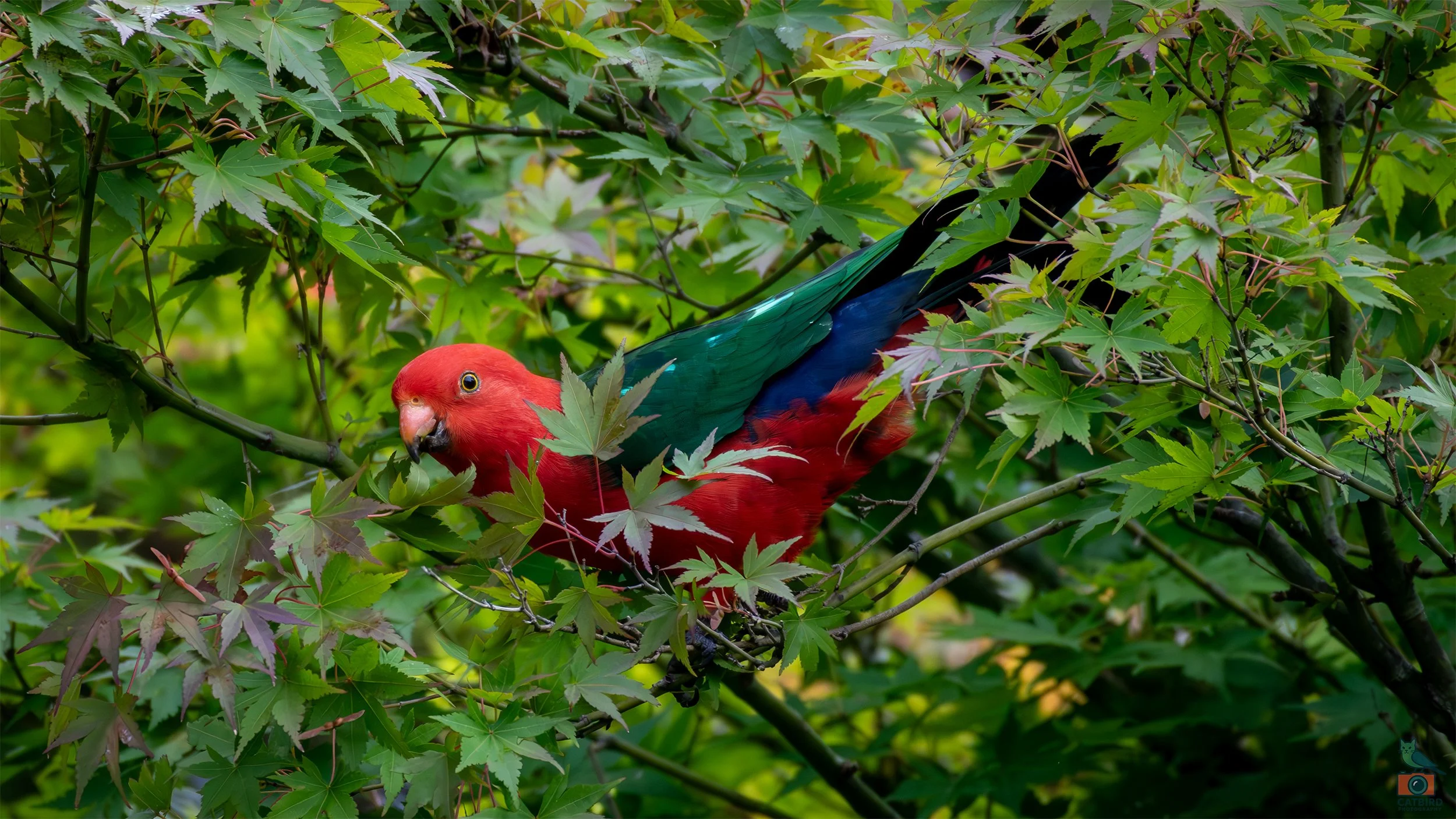King Parrot (Male), Katoomba, NSW, Australia. April 2025.