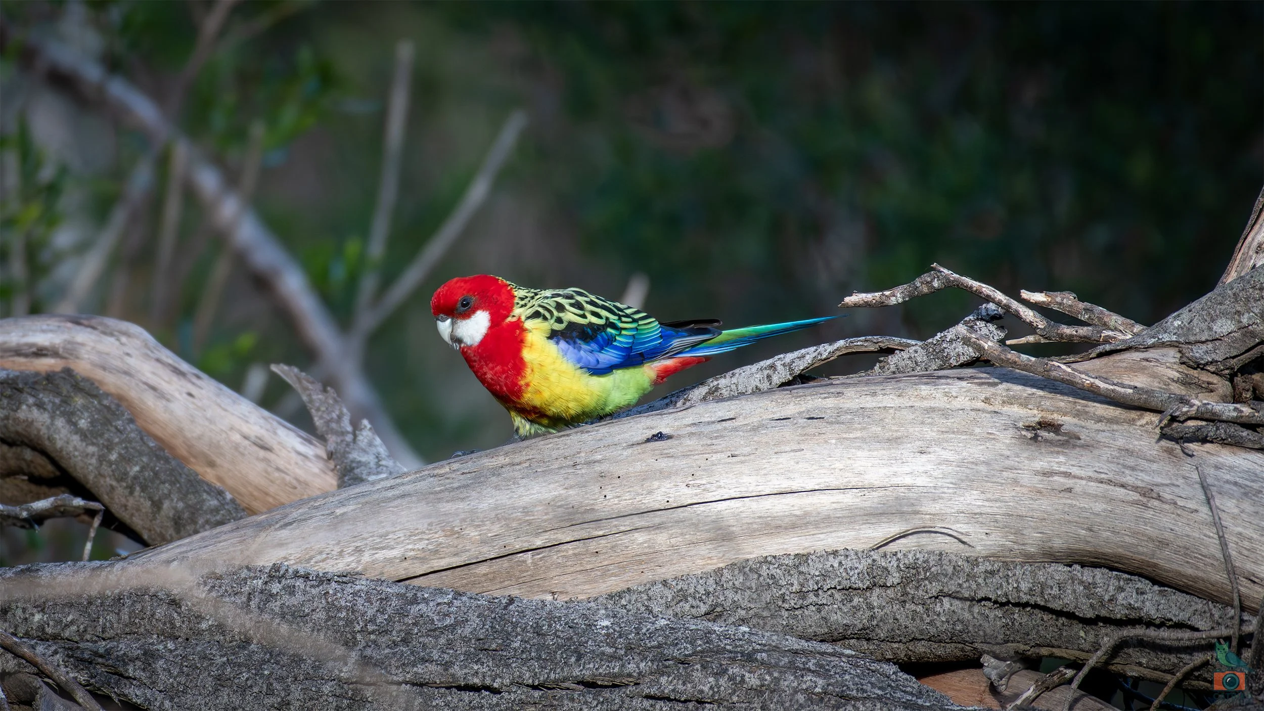 Eastern Rosella, Belair National Park, SA, Australia. July 2025.