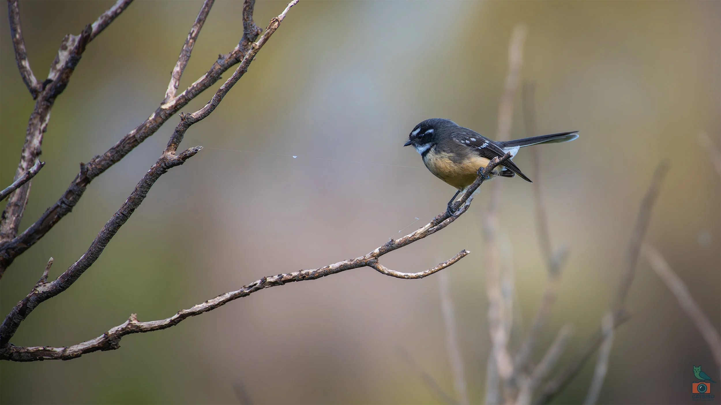 Grey Fantail, Tower Hill, VIC, Australia. April 2026.
