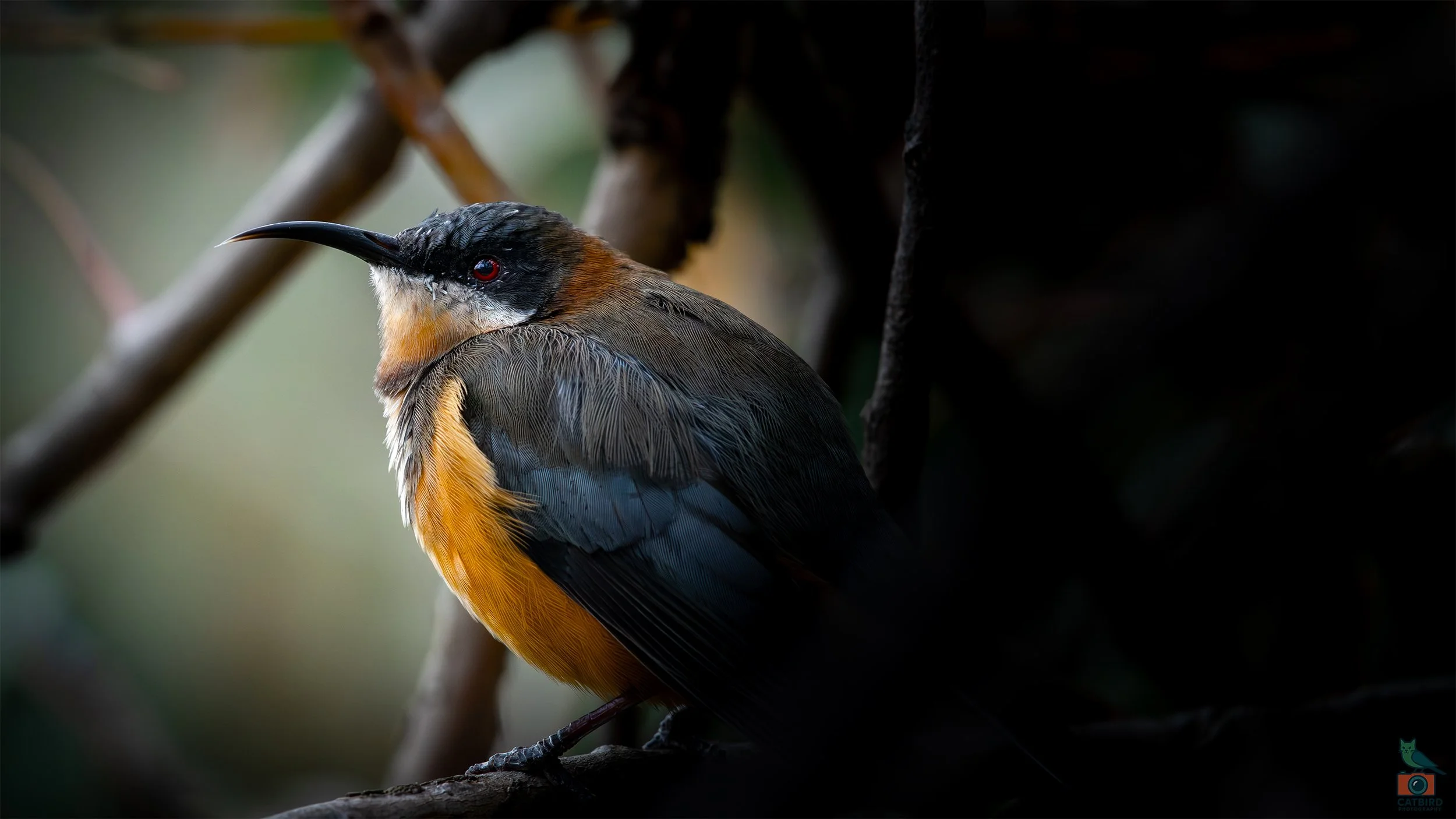 Eastern Spinebill, Mt Lofty National Park, SA Australia. May 2026.