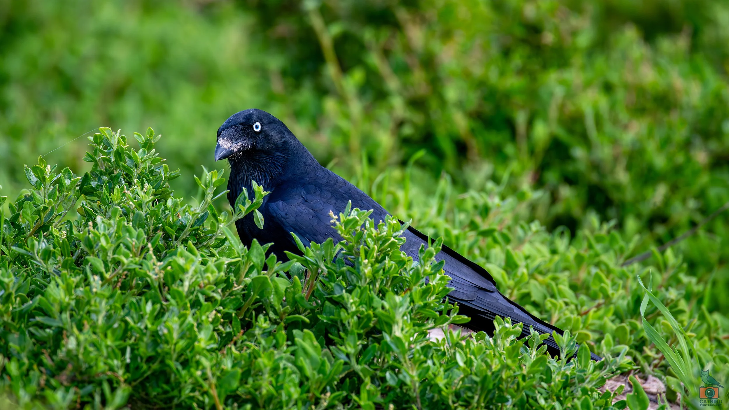 Little Raven, Port Fairy, VIC, Australia. May 2026.