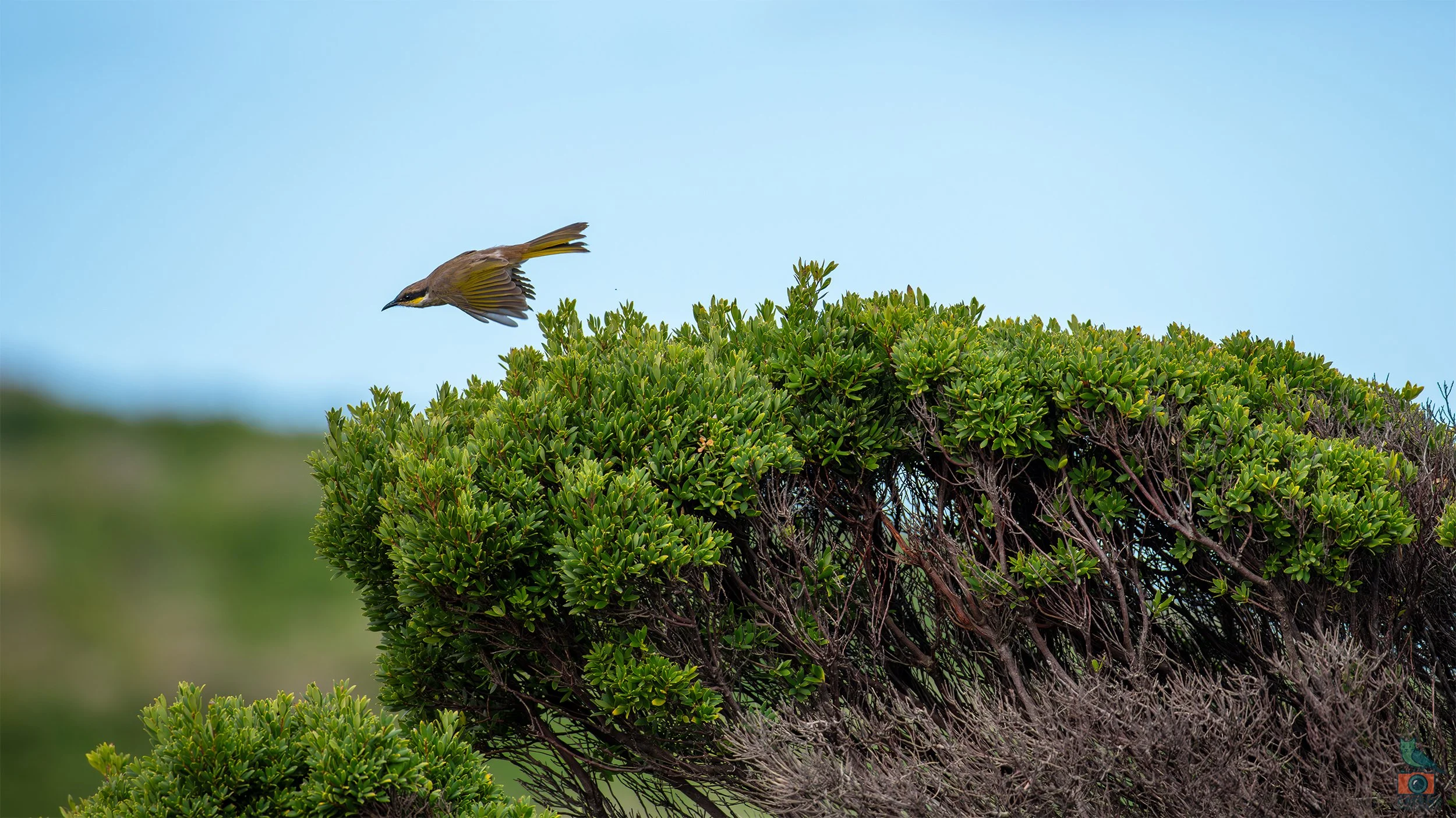 Singing Honey Eater, Port Fairy, VIC, Australia. May 2026.