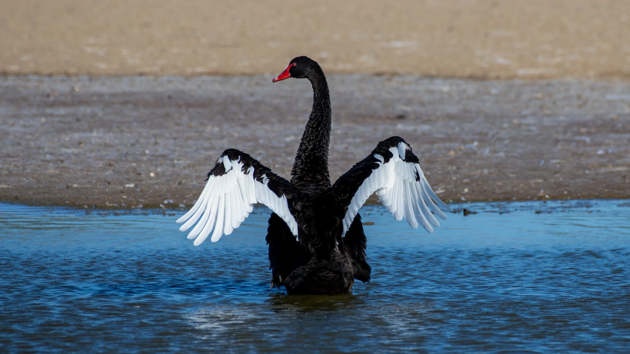 Black Swan, Greenfields Wetlands, SA, Australia. March 2025