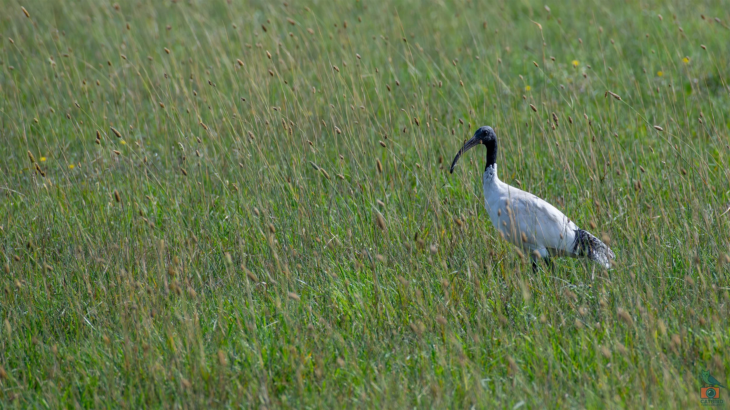 White Ibis, Port Fairy, VIC, Australia. April 2026.