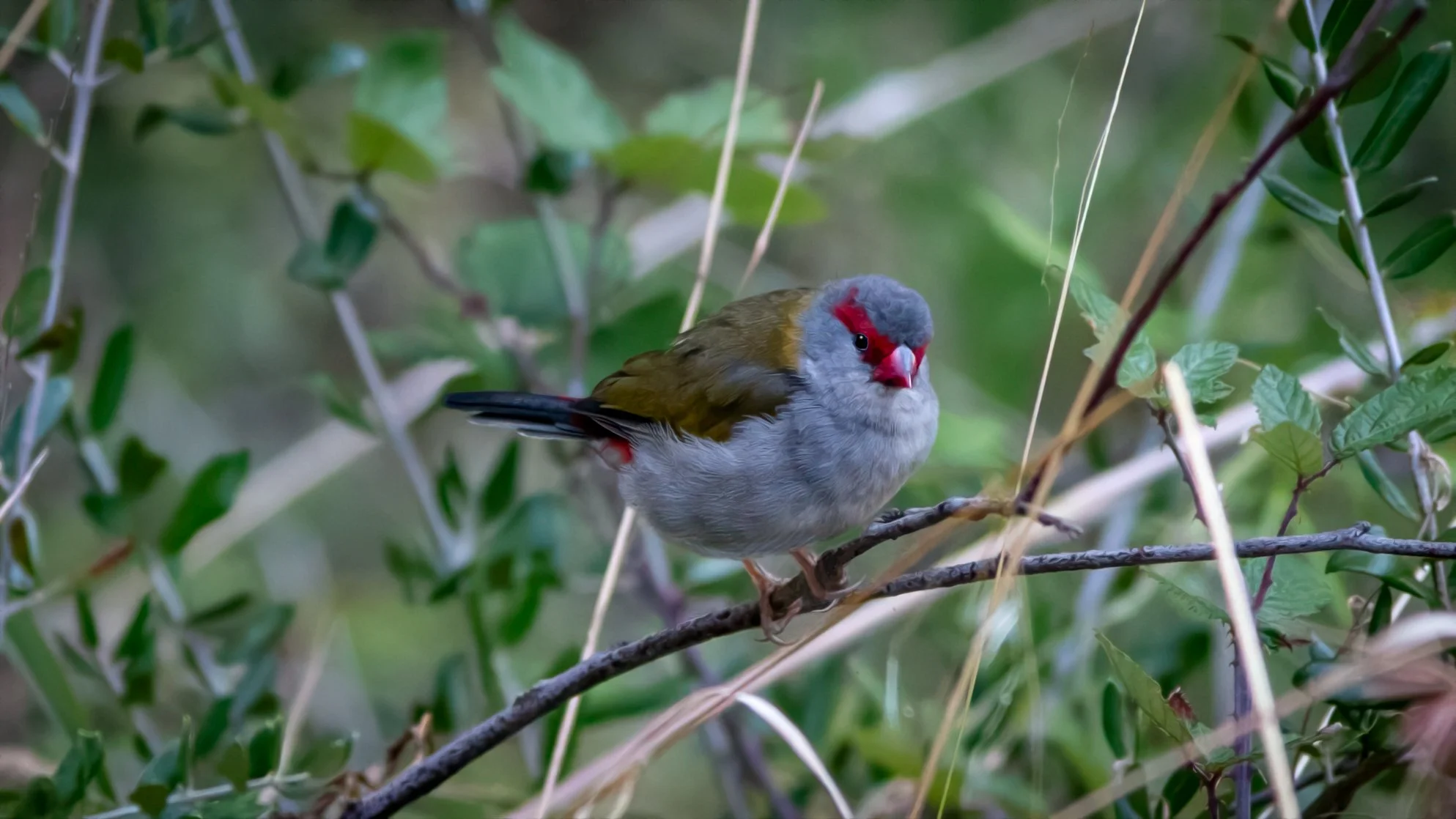 Red Browed Finch, Mt Lofty National Park, SA Australia. Feb 2025.